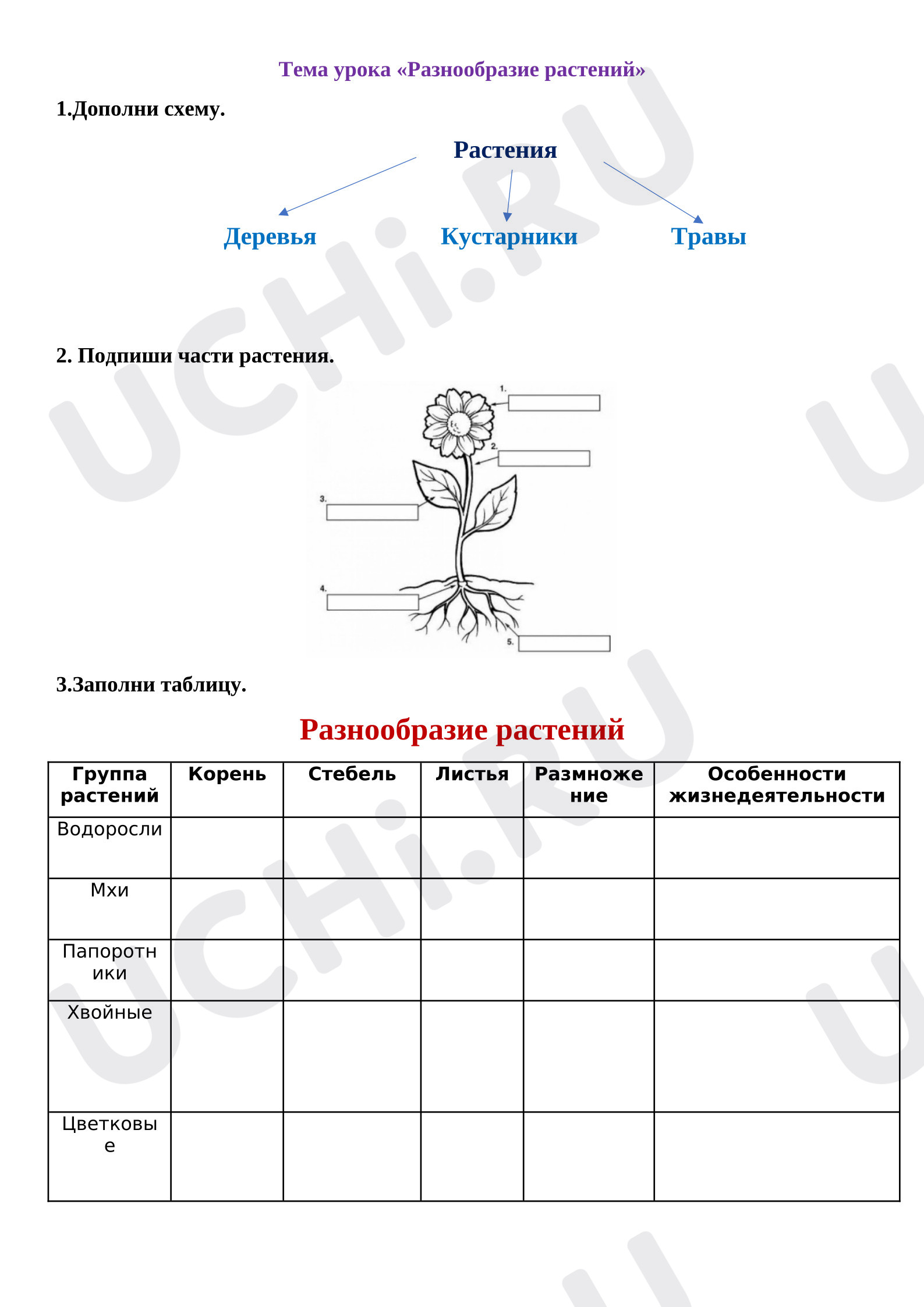 Предпросмотр материала Разнообразие растений
