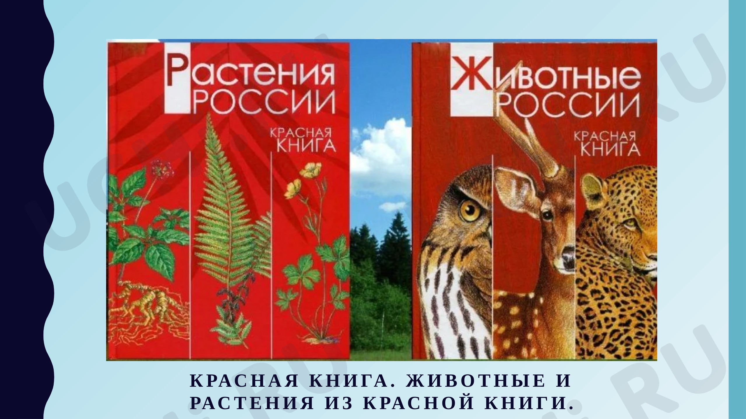 Предпросмотр материала Презентация к уроку окружающего мира. Красная книга.