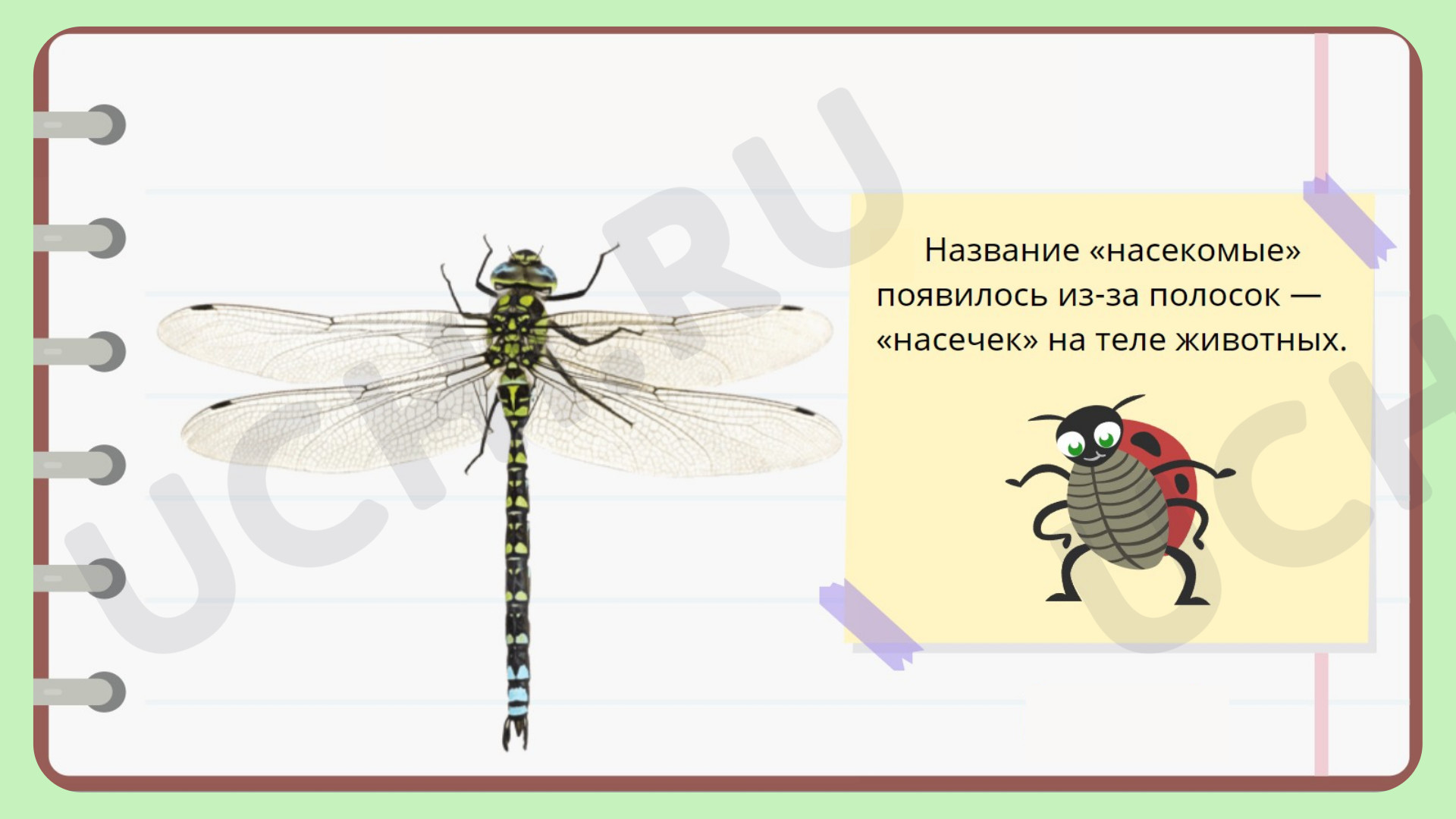 Материалы для урока по теме Кто такие насекомые?, Окружающий мир, 1 класс