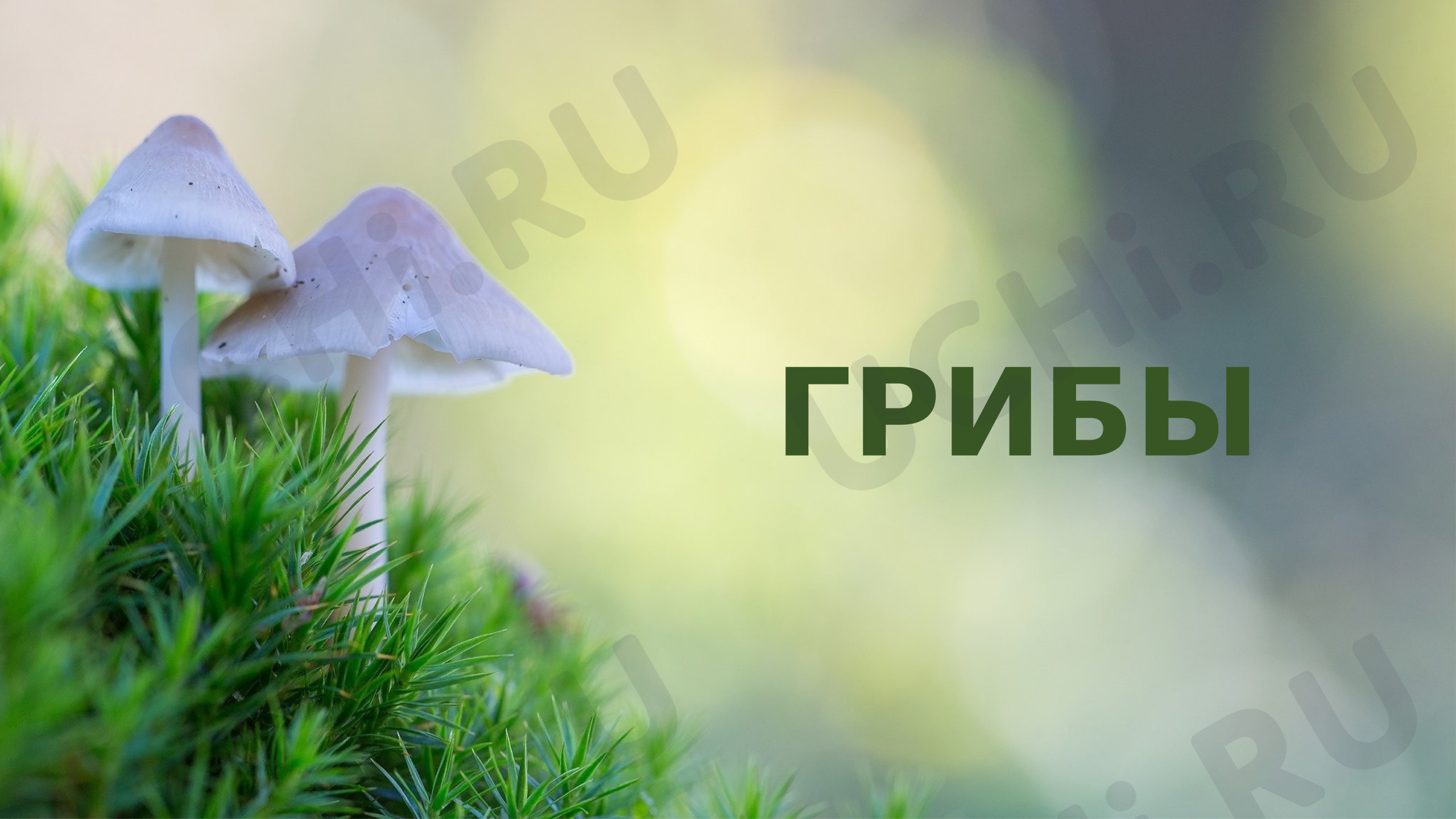 Предпросмотр материала Учебная презентация к уроку окружающего мира «Грибы»