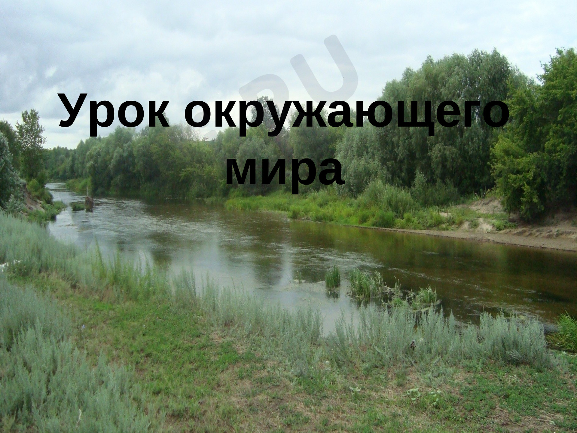 Предпросмотр материала Какие бывают растения