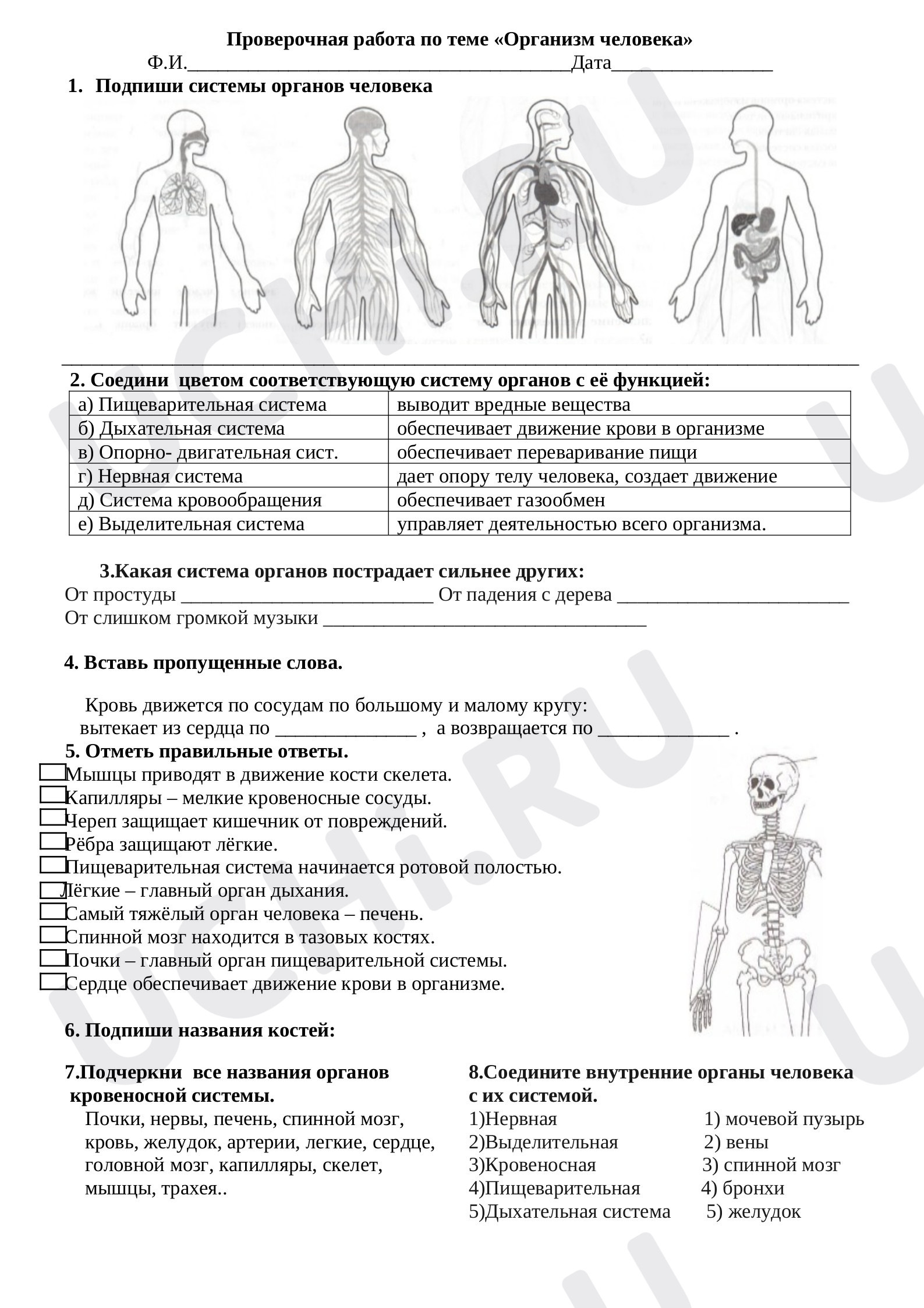 Предпросмотр материала Организм человека