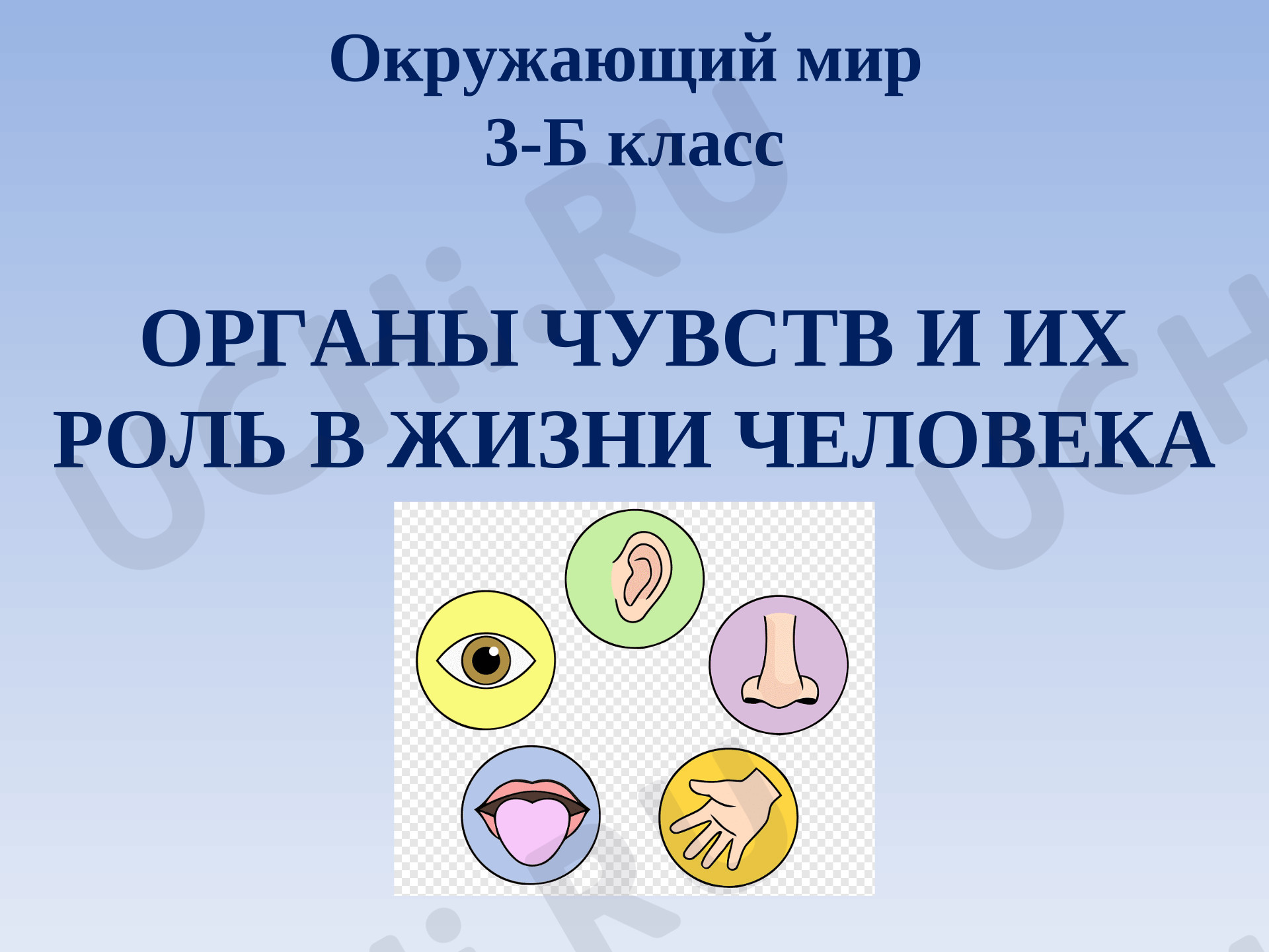 Предпросмотр материала Органы чувств