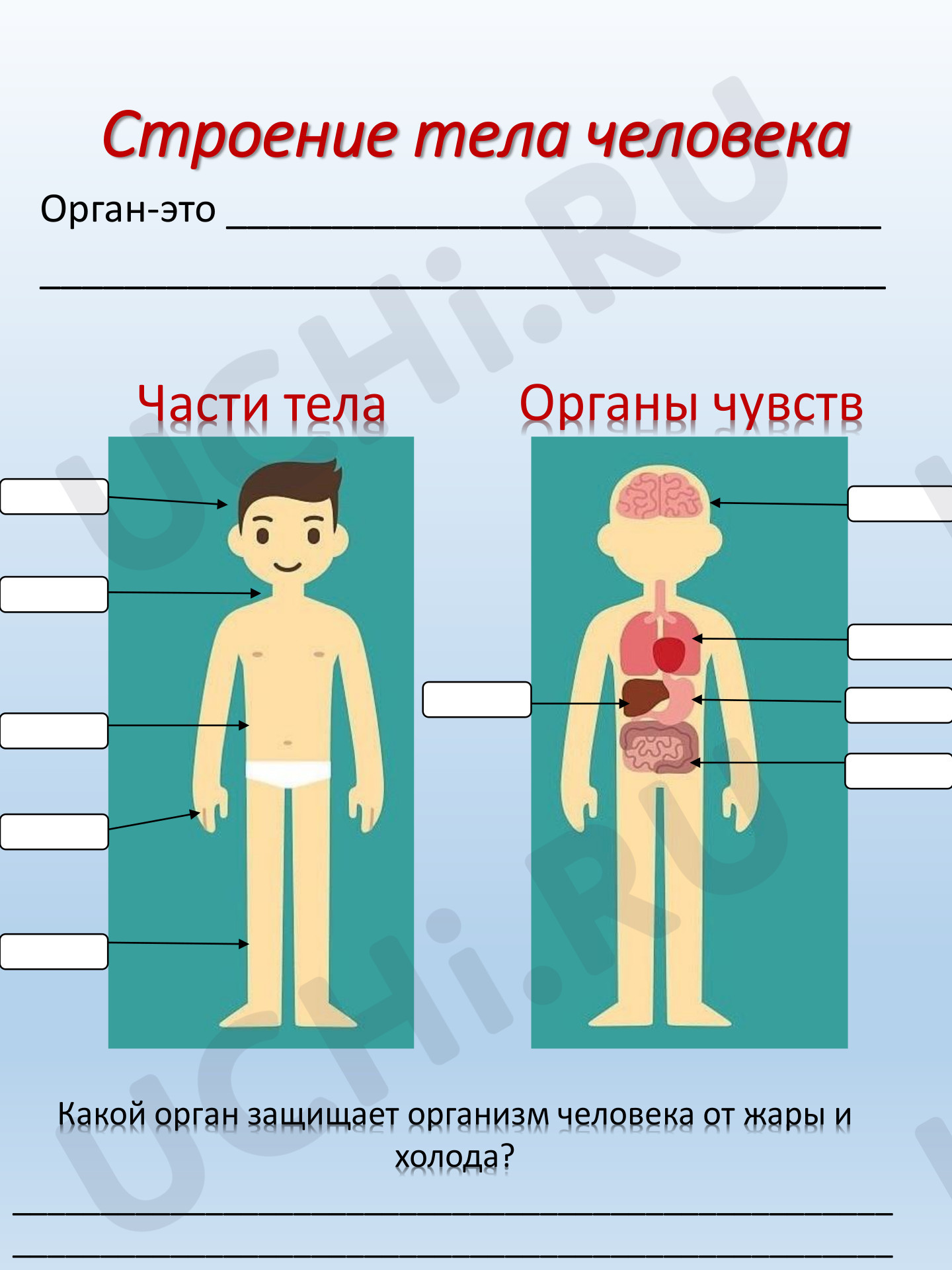 Предпросмотр материала Строение тела человека