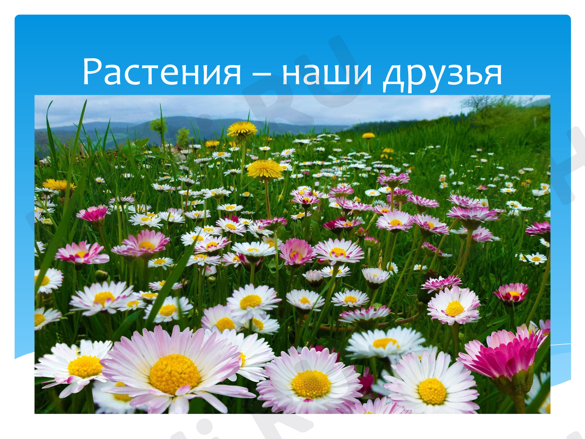 Предпросмотр материала Презентация к уроку окружающего мира. Друзья растения.