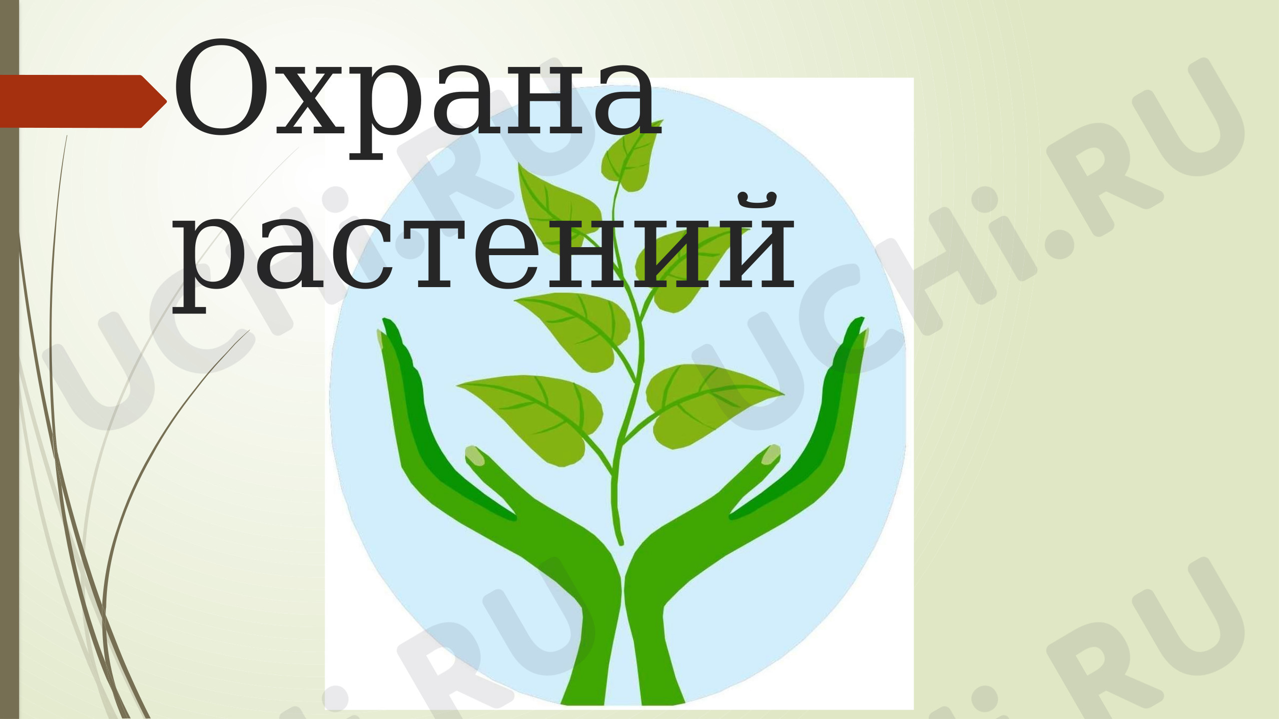 Предпросмотр материала Охрана растений