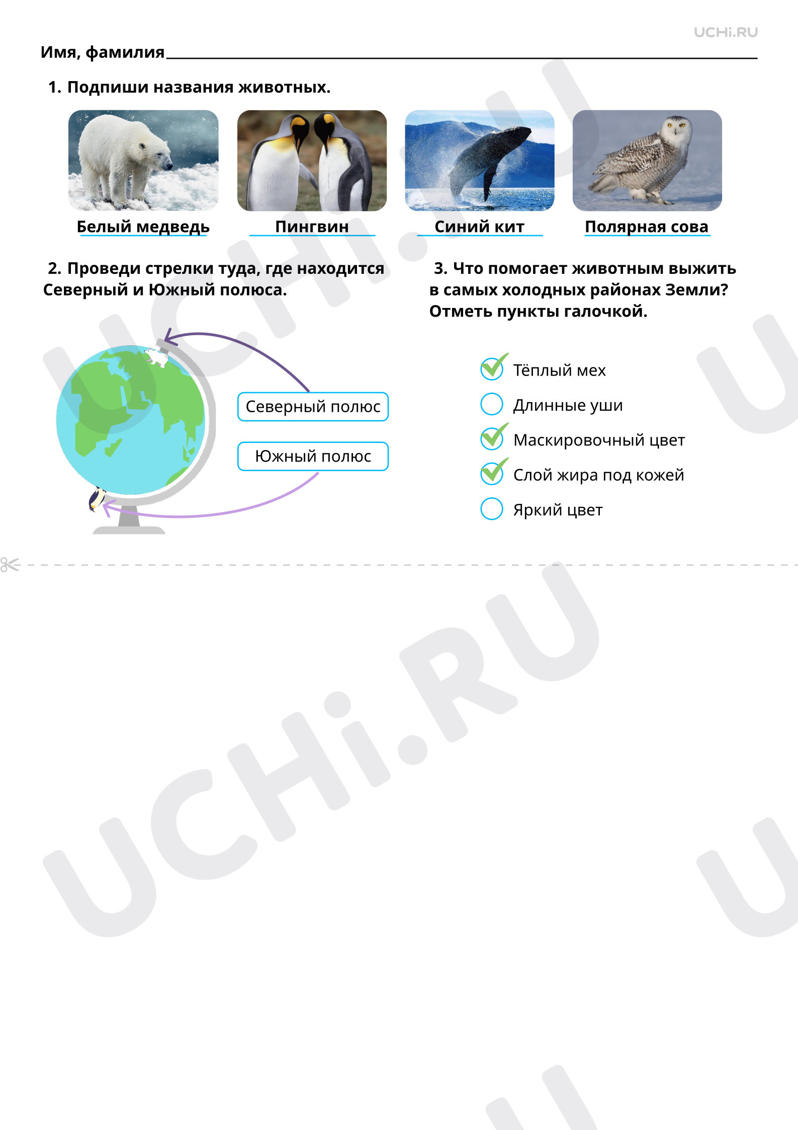 Ответы к рабочим листам по теме «Мир животных. Где живут белые медведи?»: Мир  животных. Где живут белые медведи? | Учи.ру