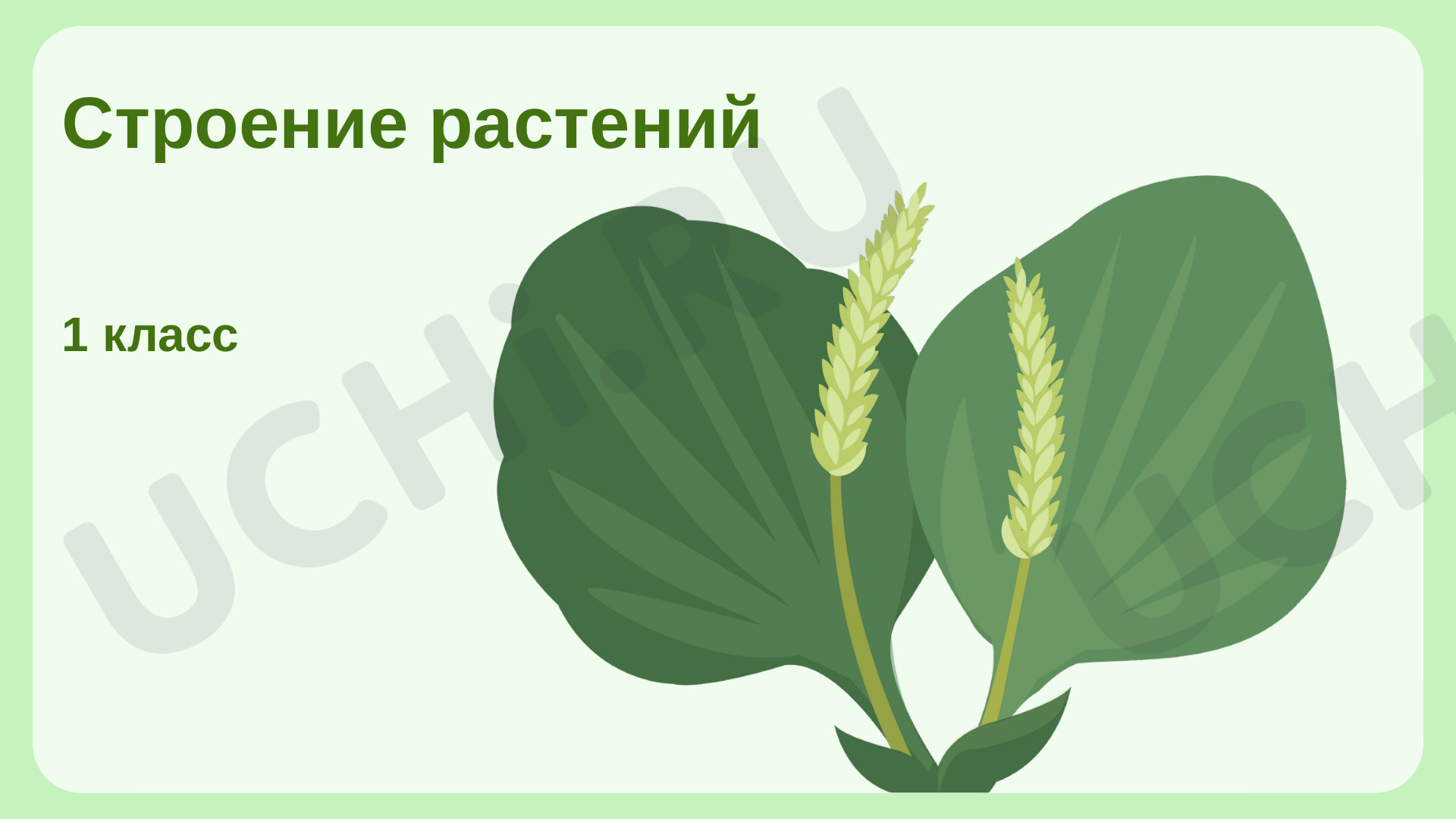 Предпросмотр материала Строение растений