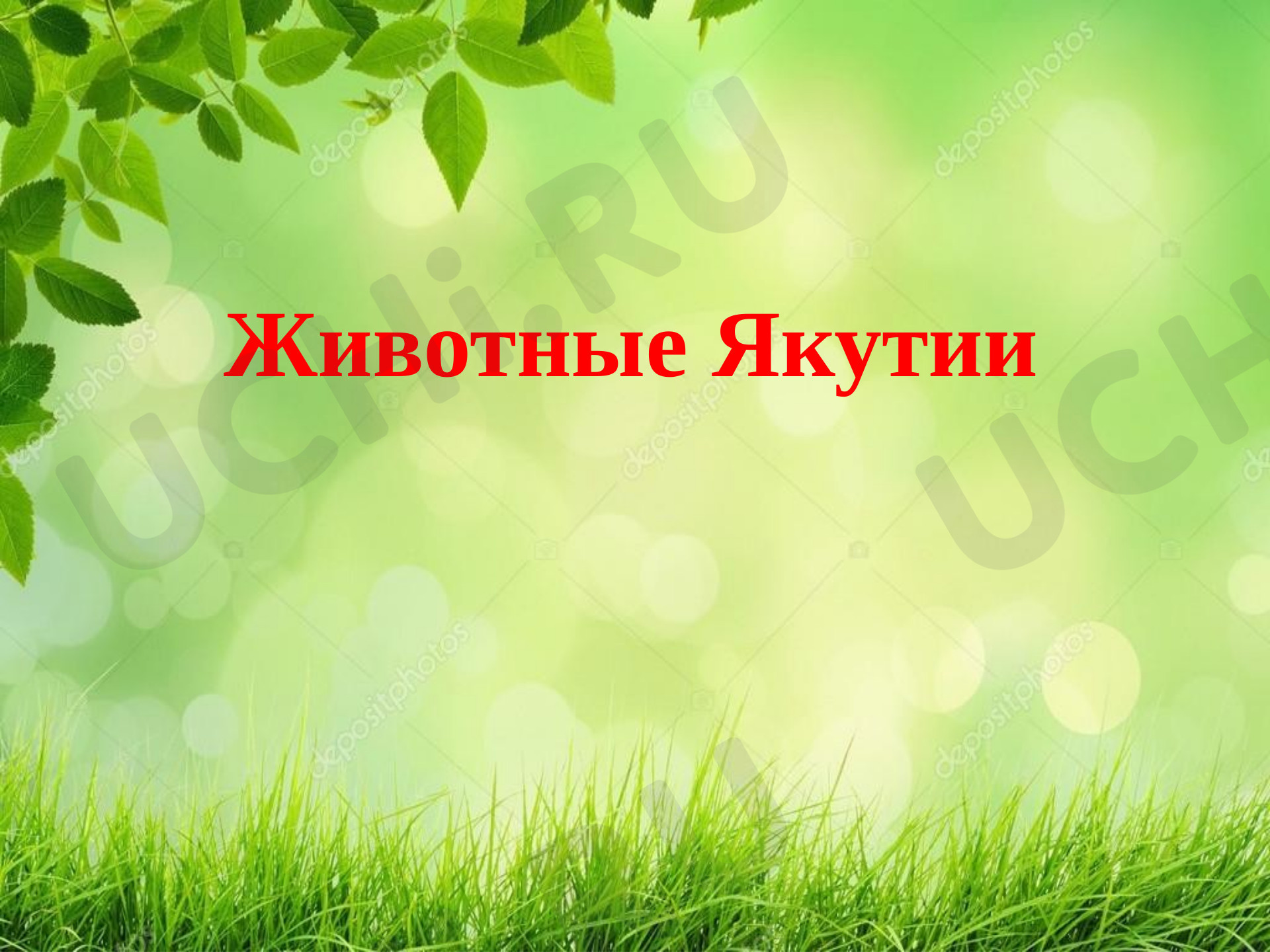 Предпросмотр материала Презентация к уроку окружающего мира по теме: Животные Якутии