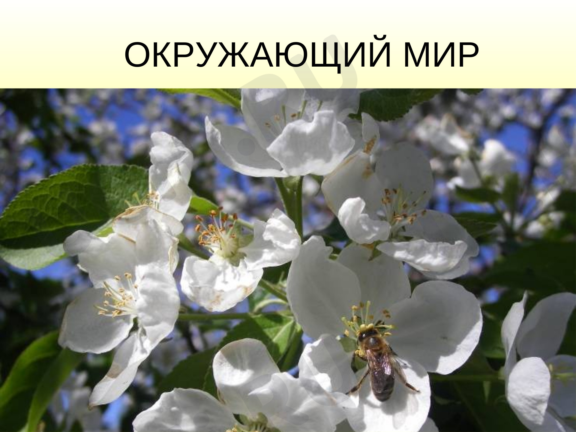Предпросмотр материала Презентация к уроку окружающего мира по теме: Пустыни