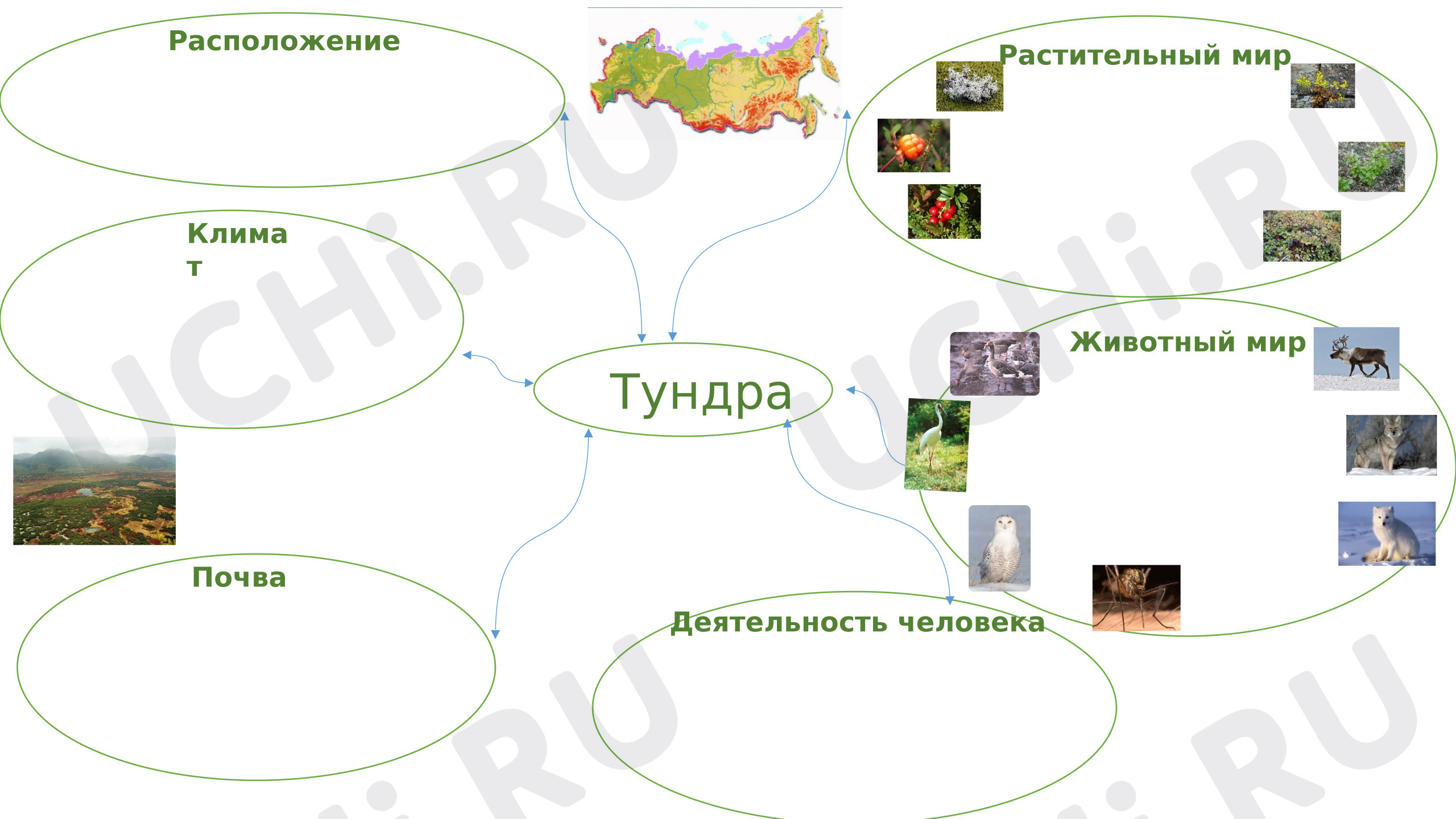 Предпросмотр материала Рабочие листы к уроку окружающего мира. Интеллект карты по природным зонам Тайга, Тундра.