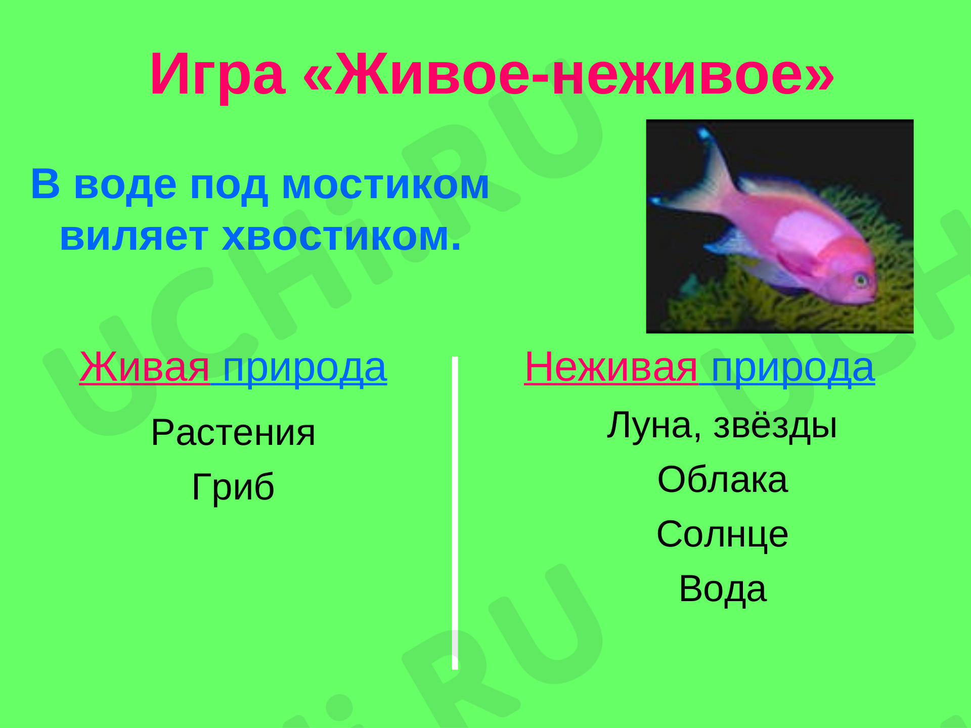 Живая и неживая природа картинки