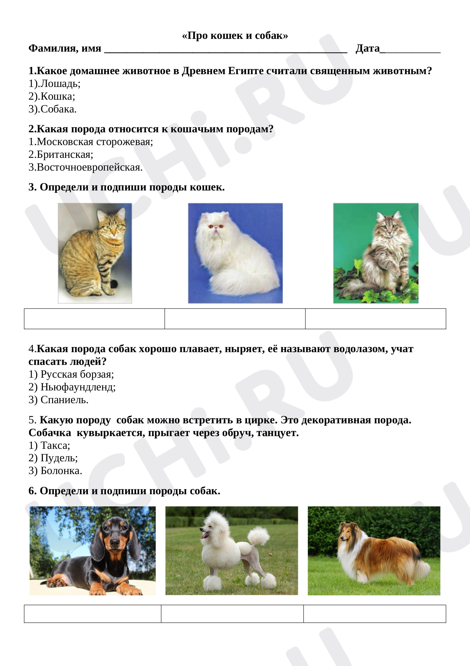 Предпросмотр материала Рабочие листы к уроку окружающего мира. Про кошек и собак.