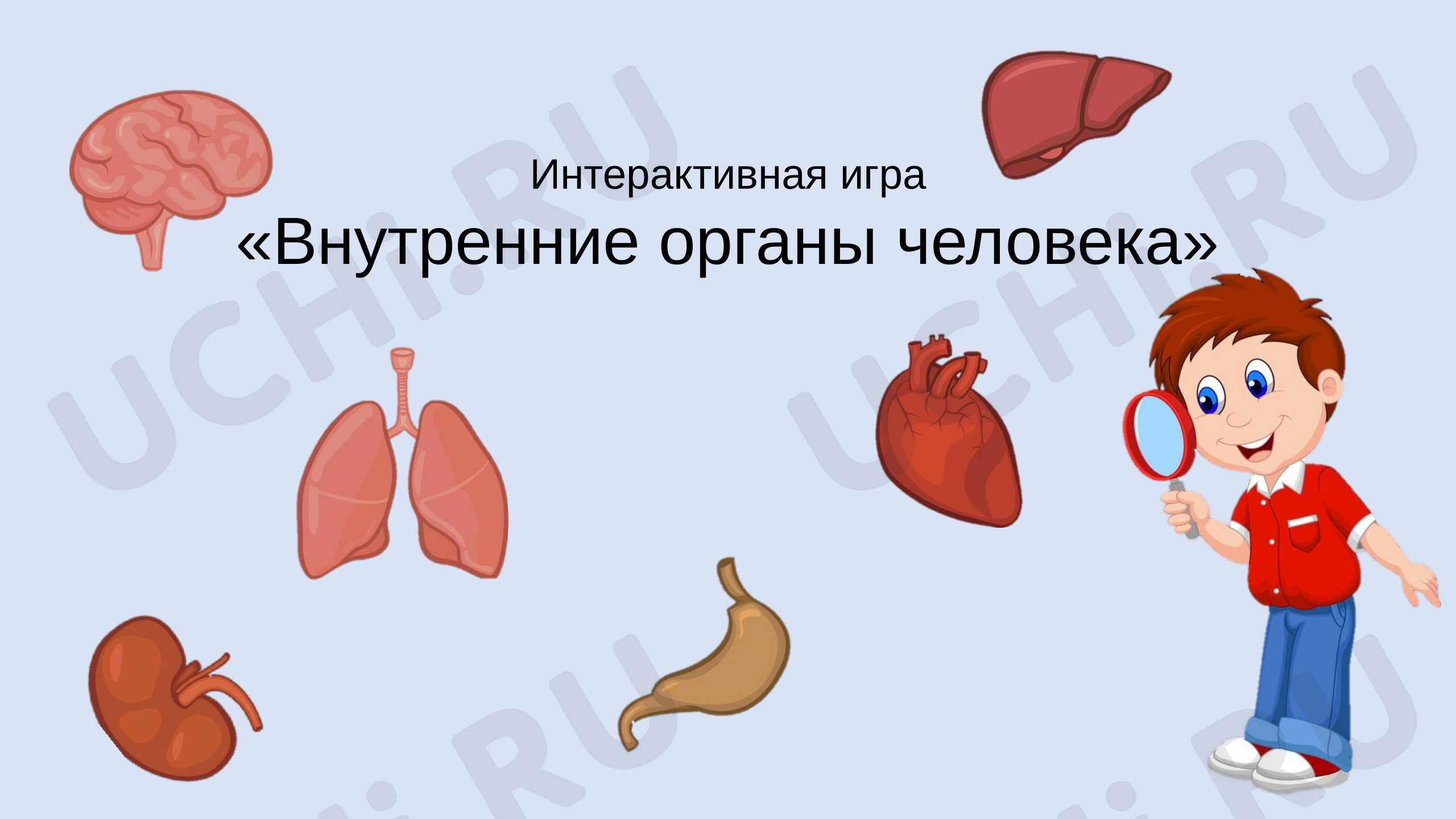 Предпросмотр материала Интерактивная игра. Внутренние органы человека