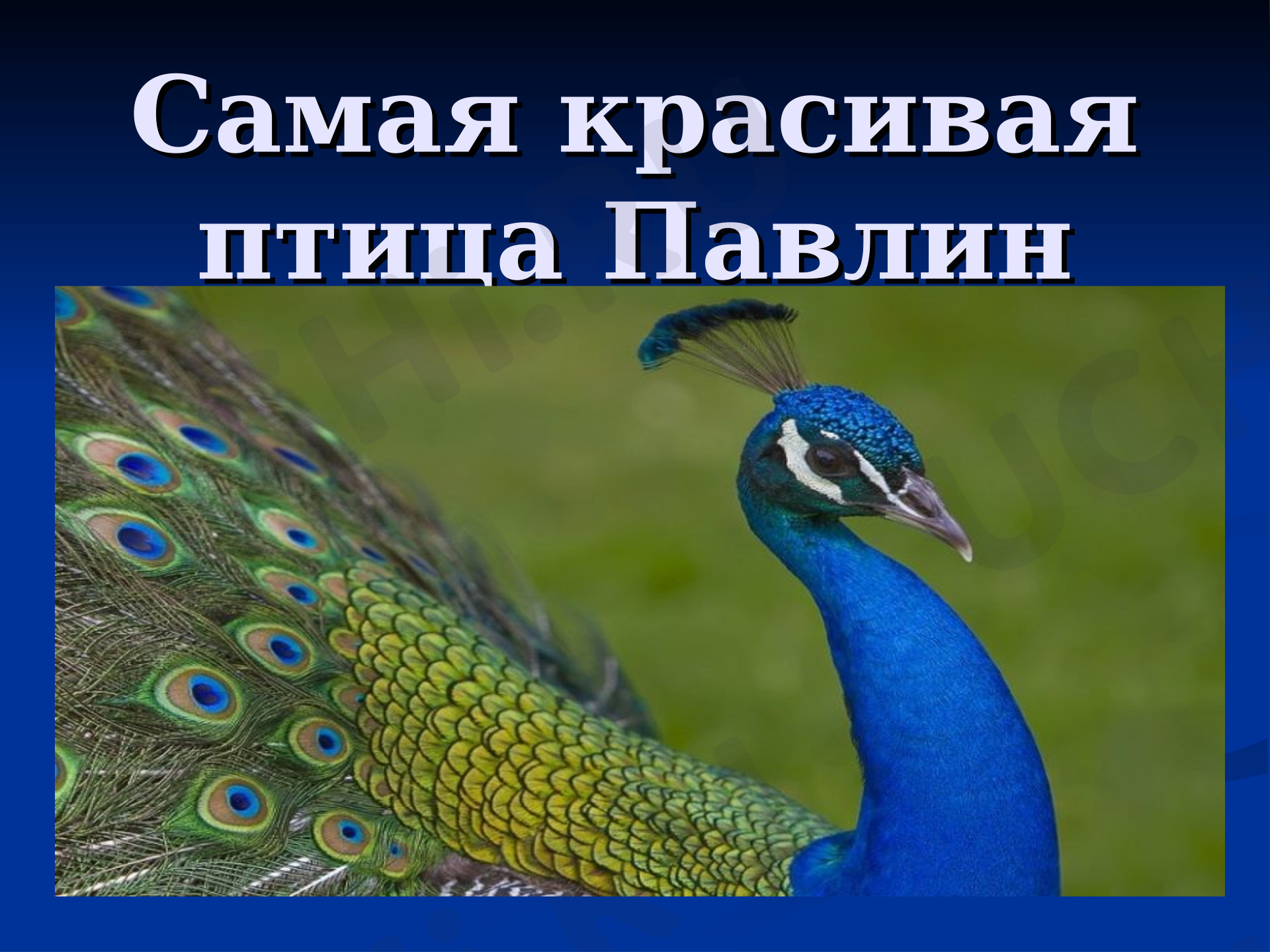 Предпросмотр материала Самая красивая птица - Павлин.