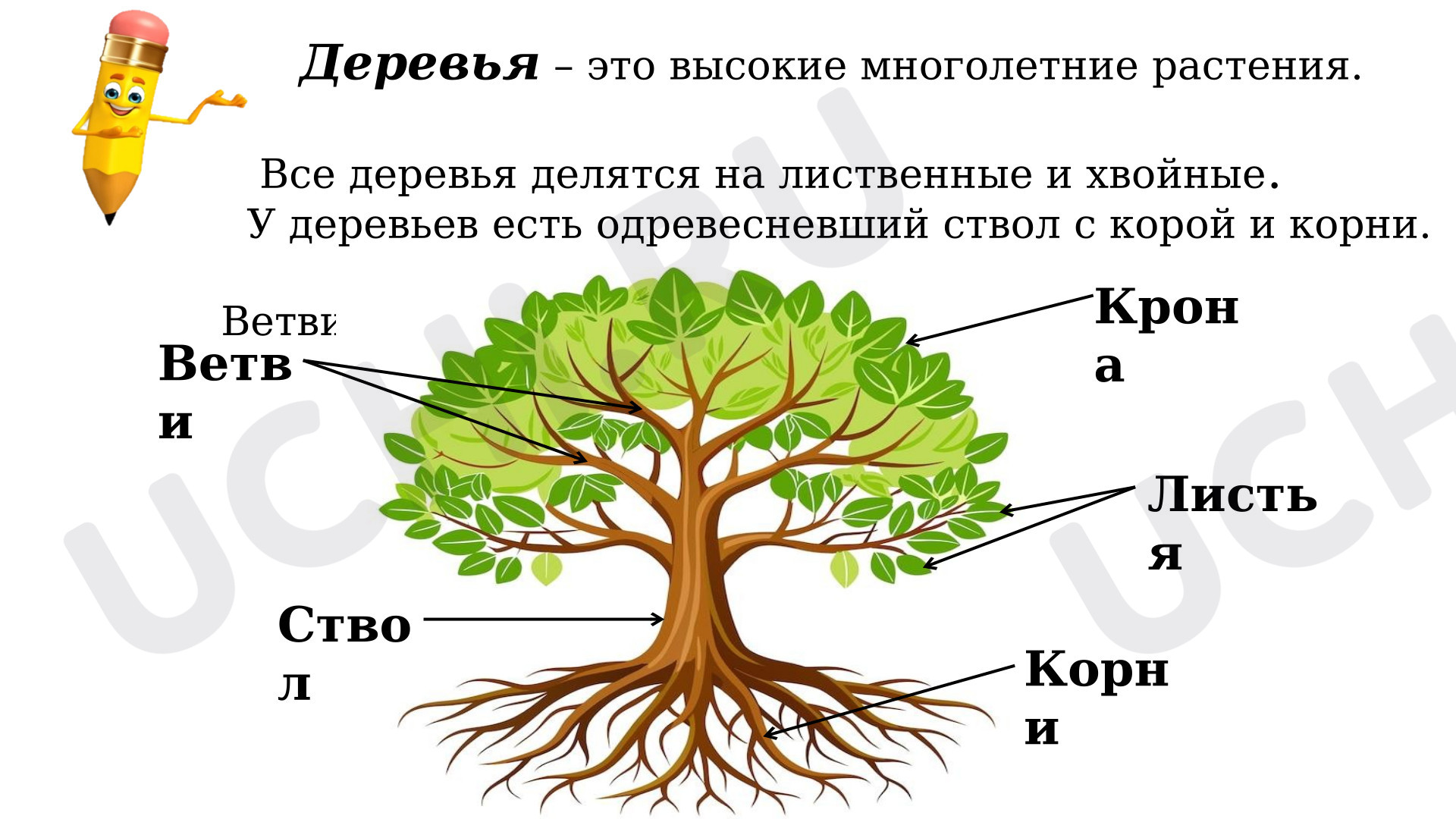 Предпросмотр материала Презентация к уроку окружающего мира. Лиственные деревья.