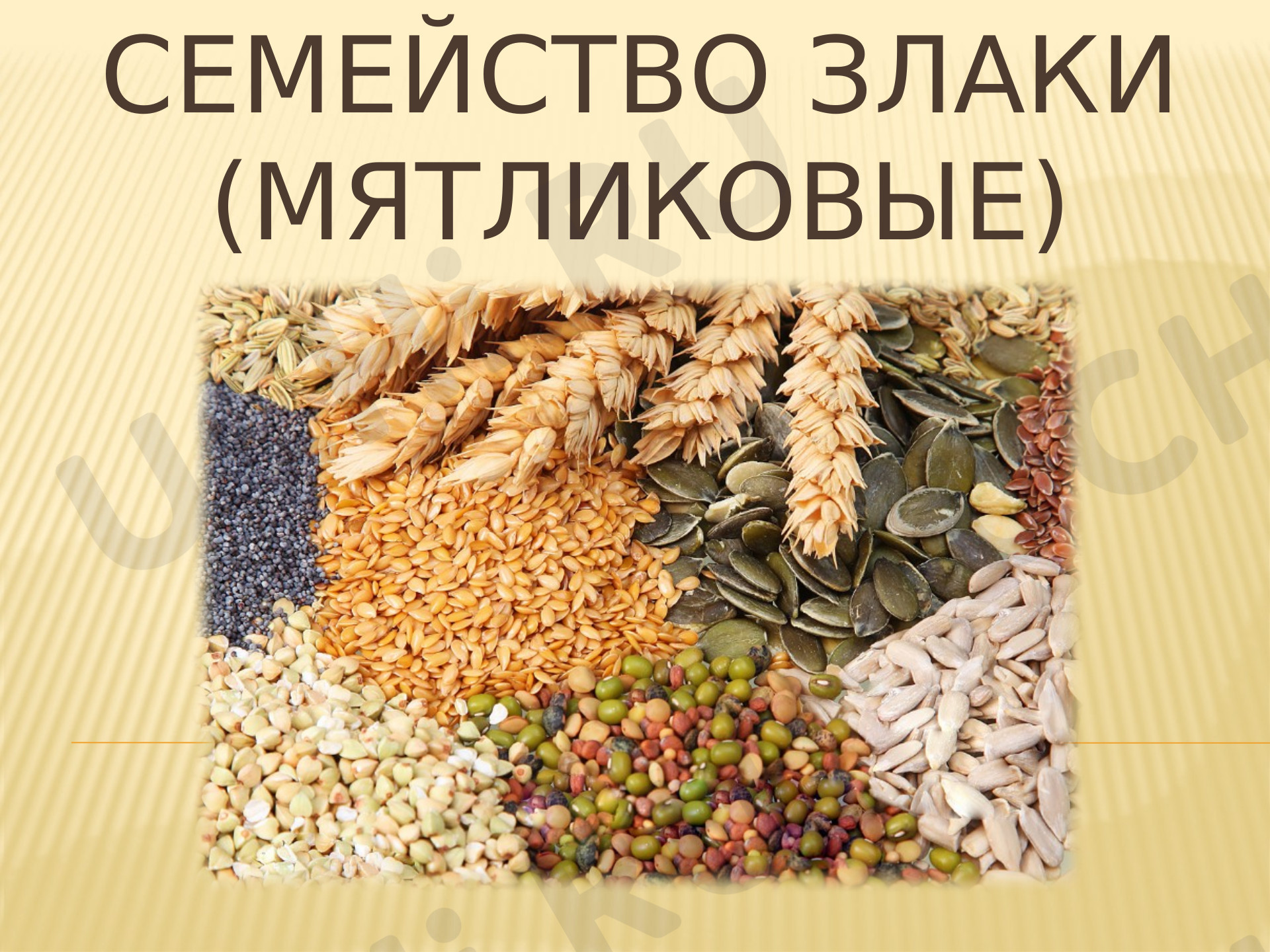 Предпросмотр материала Презентация по окружающему миру «Семейство злаковые».