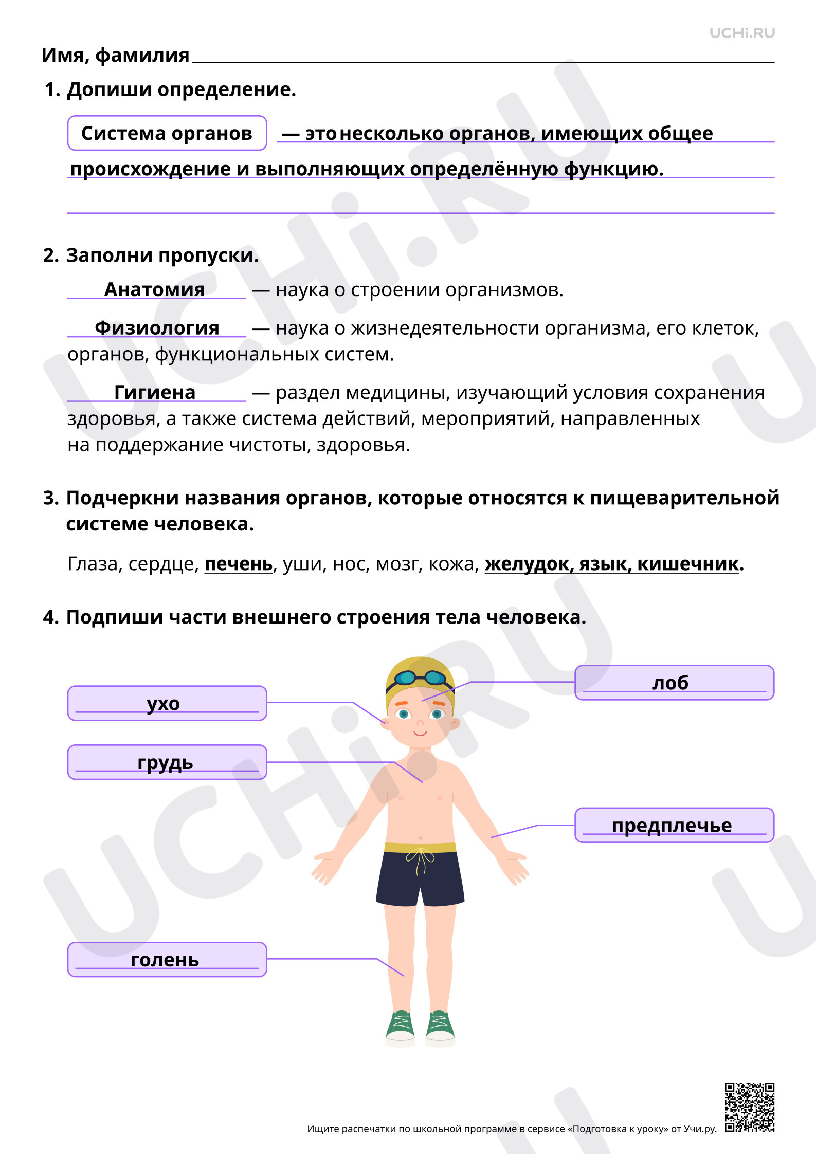 Предпросмотр материала Общее представление о строении организма человека. Ответы