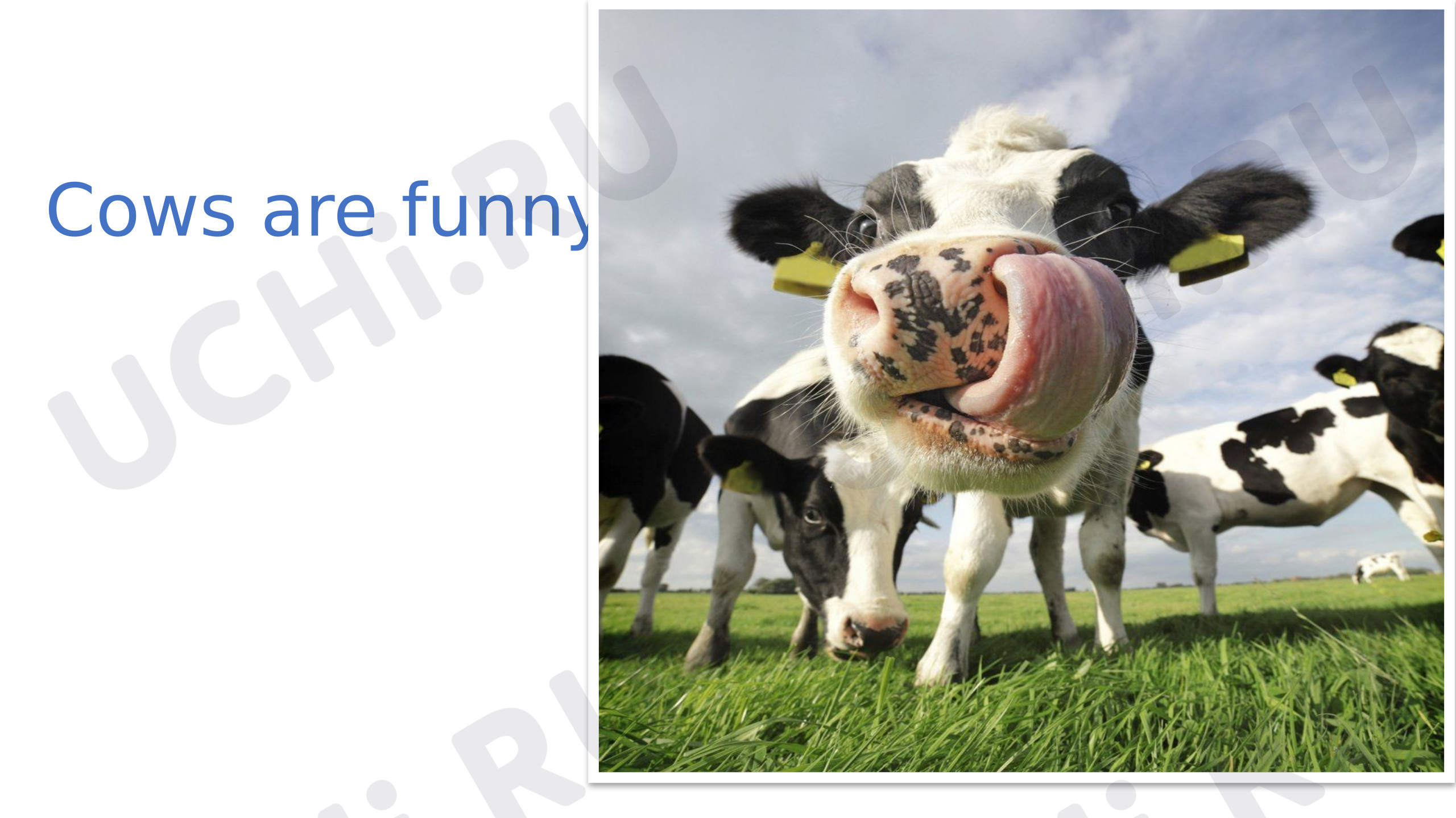 Предпросмотр материала Английский язык. Презентация к уроку Cows are funny.