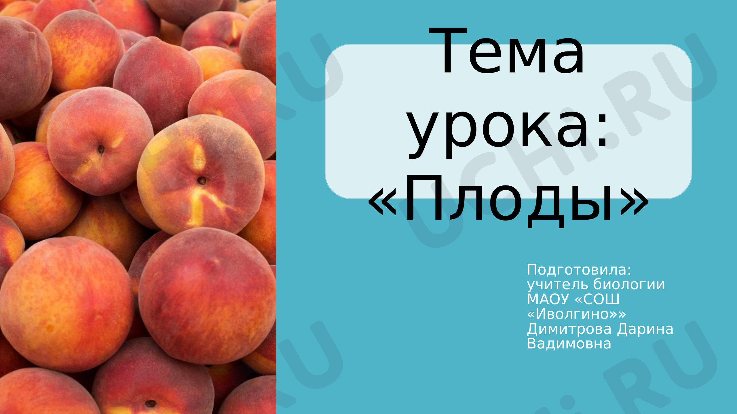Предпросмотр материала Плоды