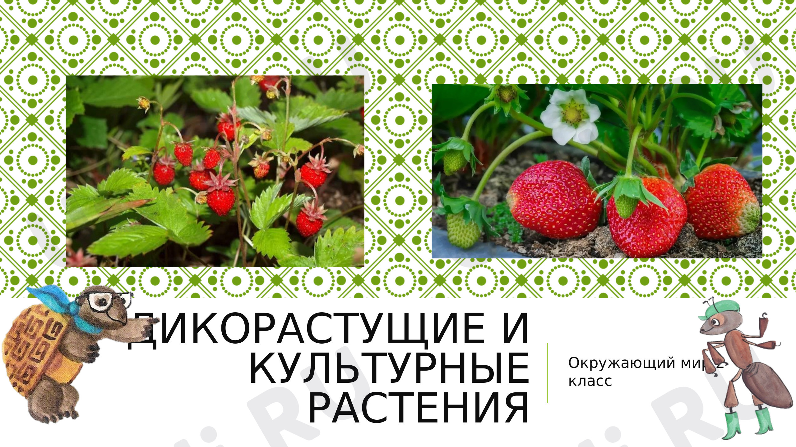 Предпросмотр материала Презентация «Дикорастущие и культурные растения» 2 класс