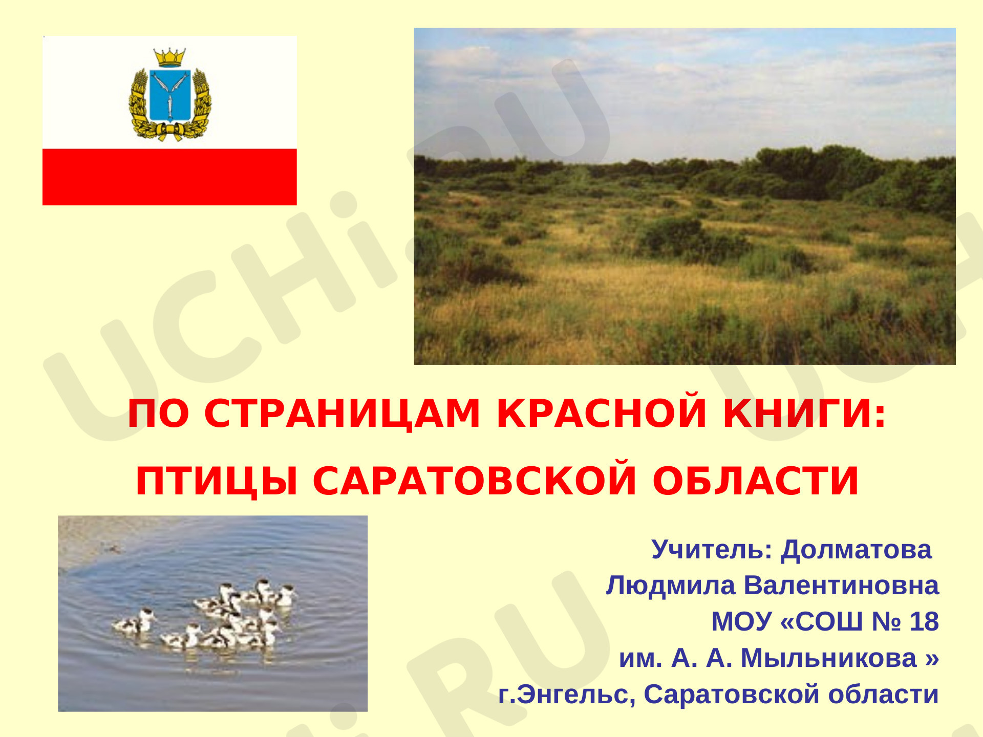 Предпросмотр материала Птицы, занесённые в Красную Книгу Саратовской области