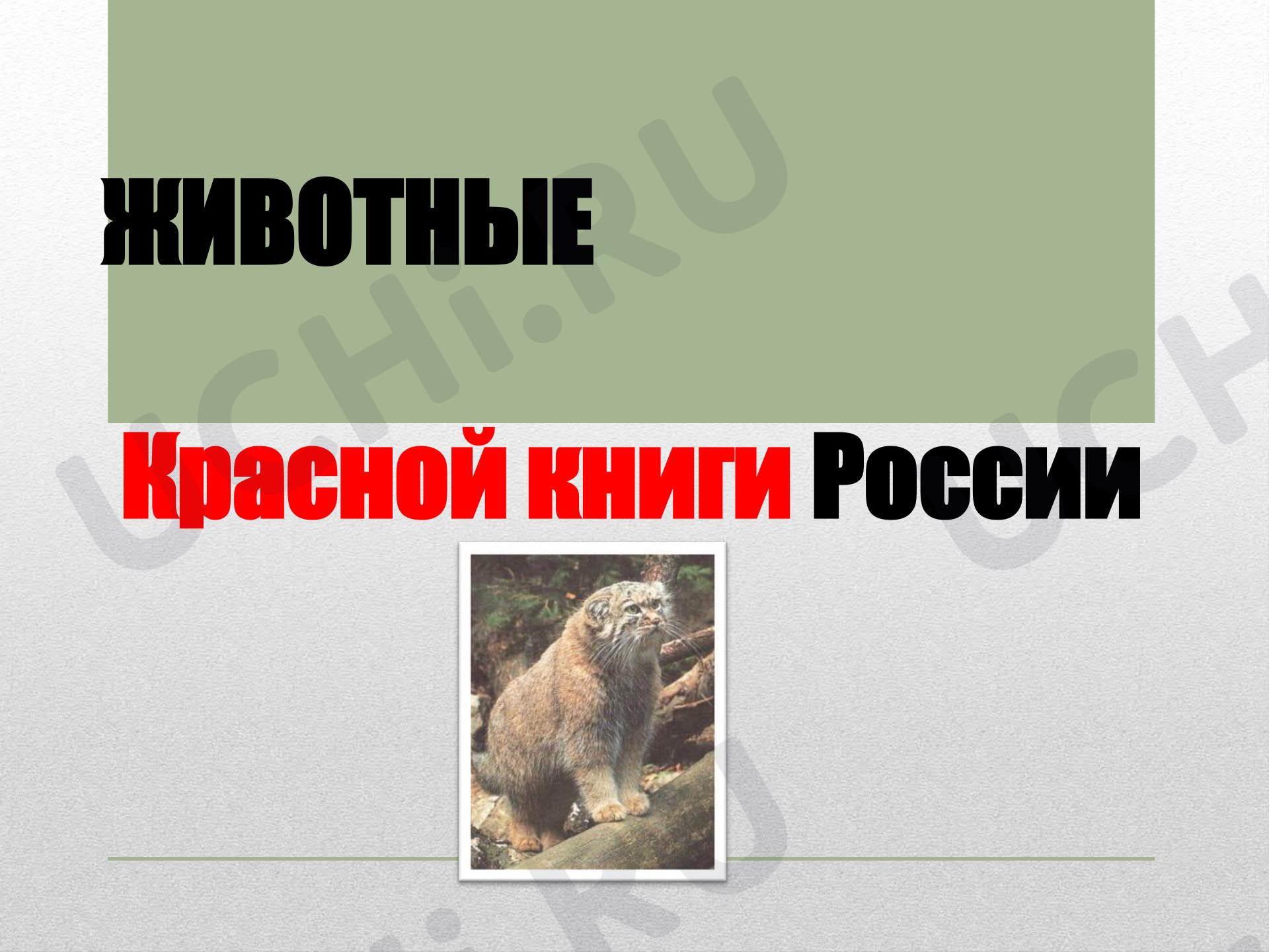 Предпросмотр материала Презентация к уроку окружающего мира. Животные занесённые в красную книгу России.