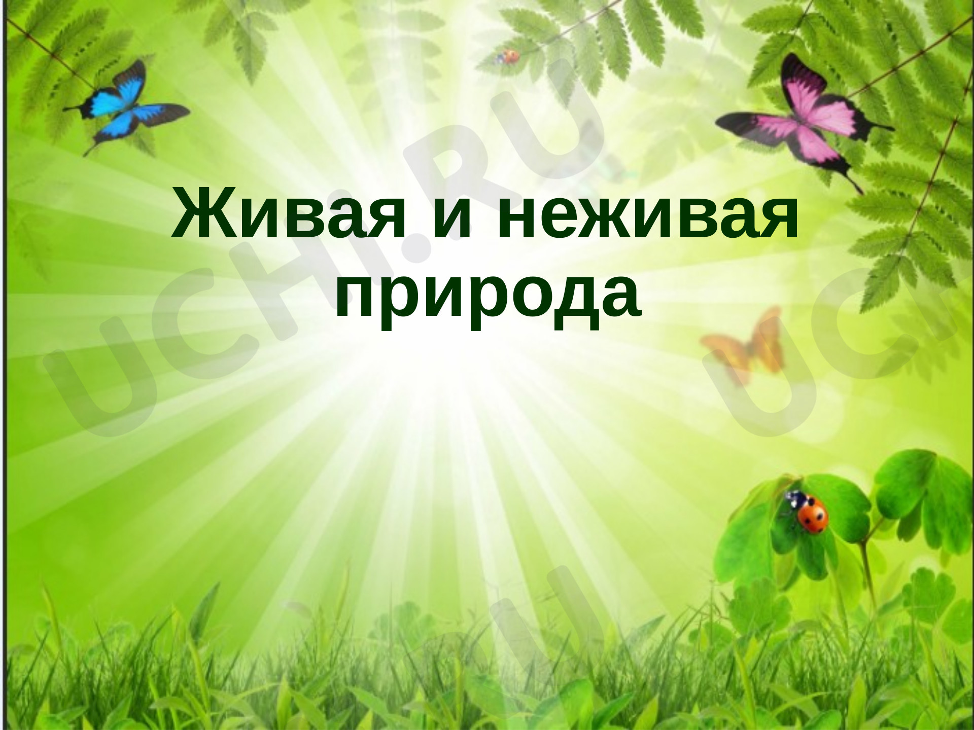 Окружающий мир, 2 класс, Кроссворд. Живая и неживая природа.pptx