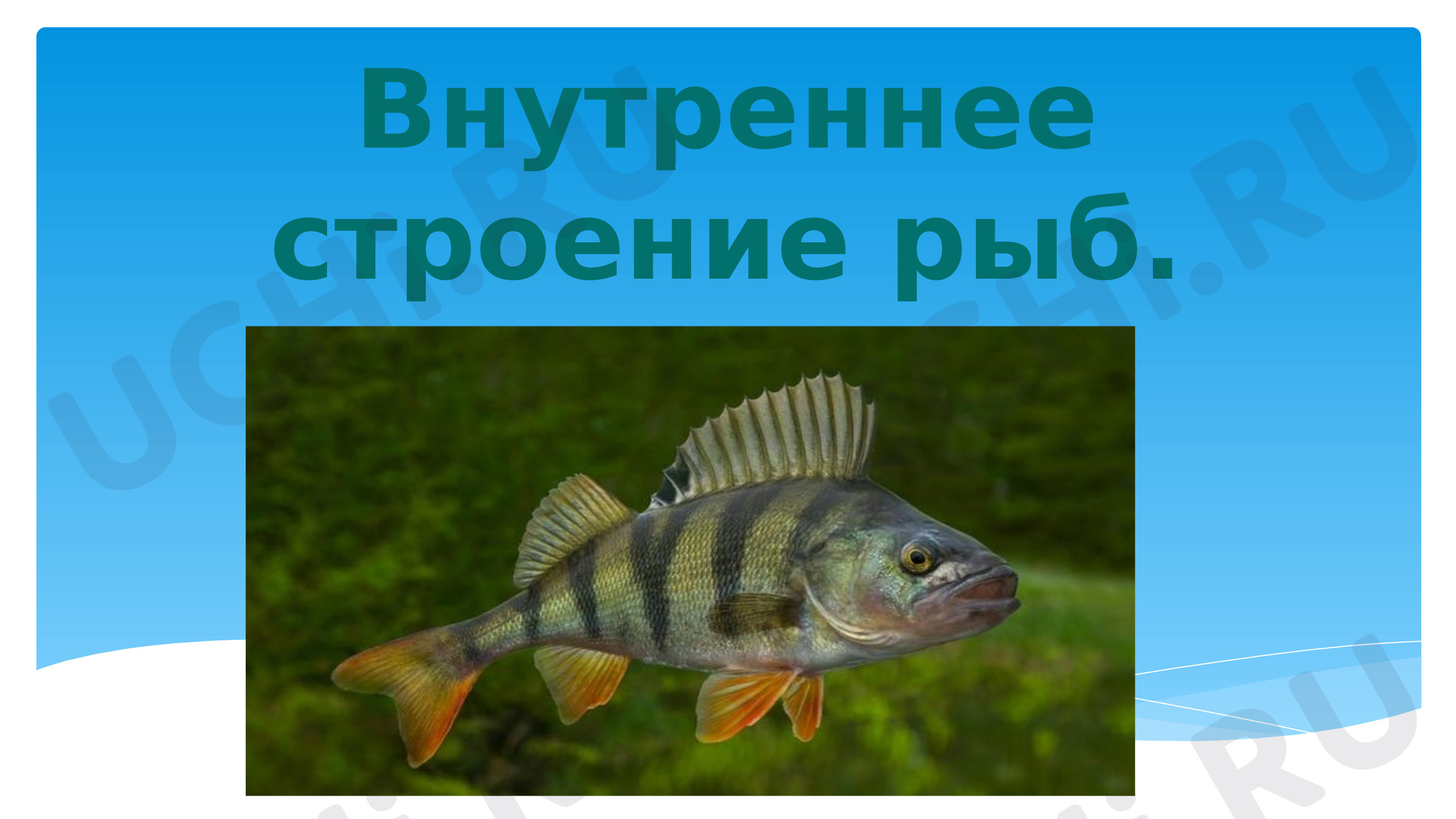 Предпросмотр материала Презентация к уроку окружающего мира. Внутреннее строение рыб.