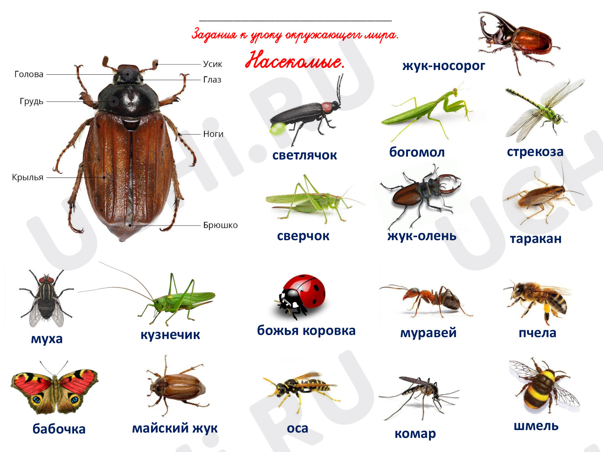 Предпросмотр материала Рабочие листы к уроку окружающего мира. Насекомые.