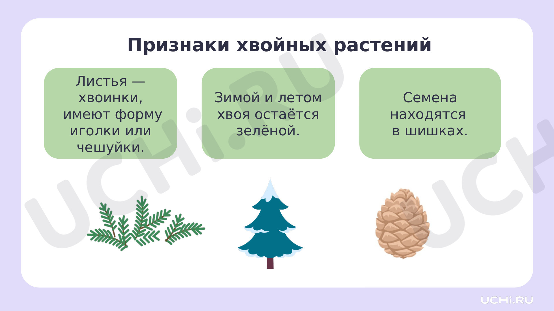 Окружающий мир для 2 четверти 1 класса. ЭОР | Подготовка к уроку от Учи.ру