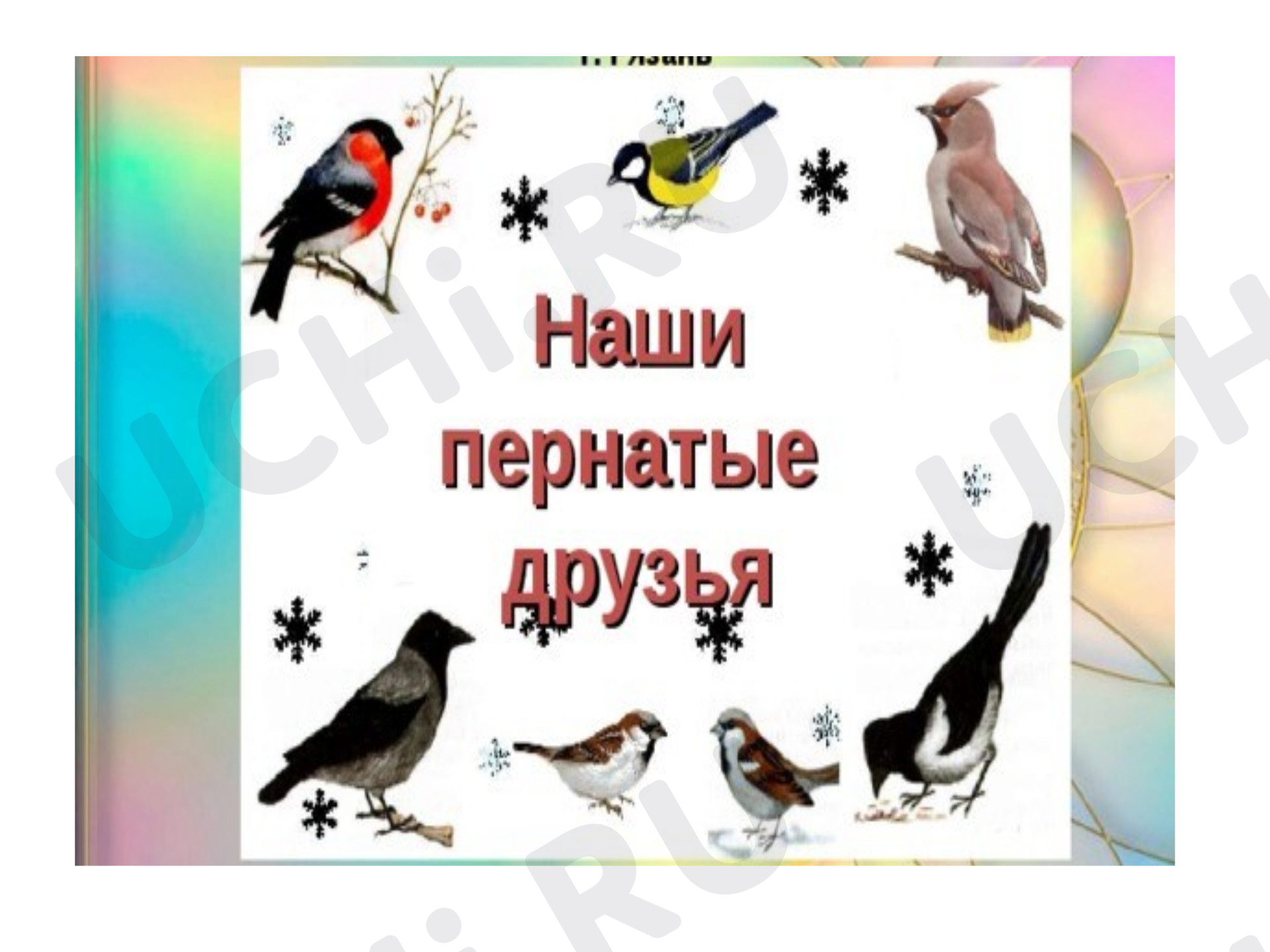 Предпросмотр материала Птицы
