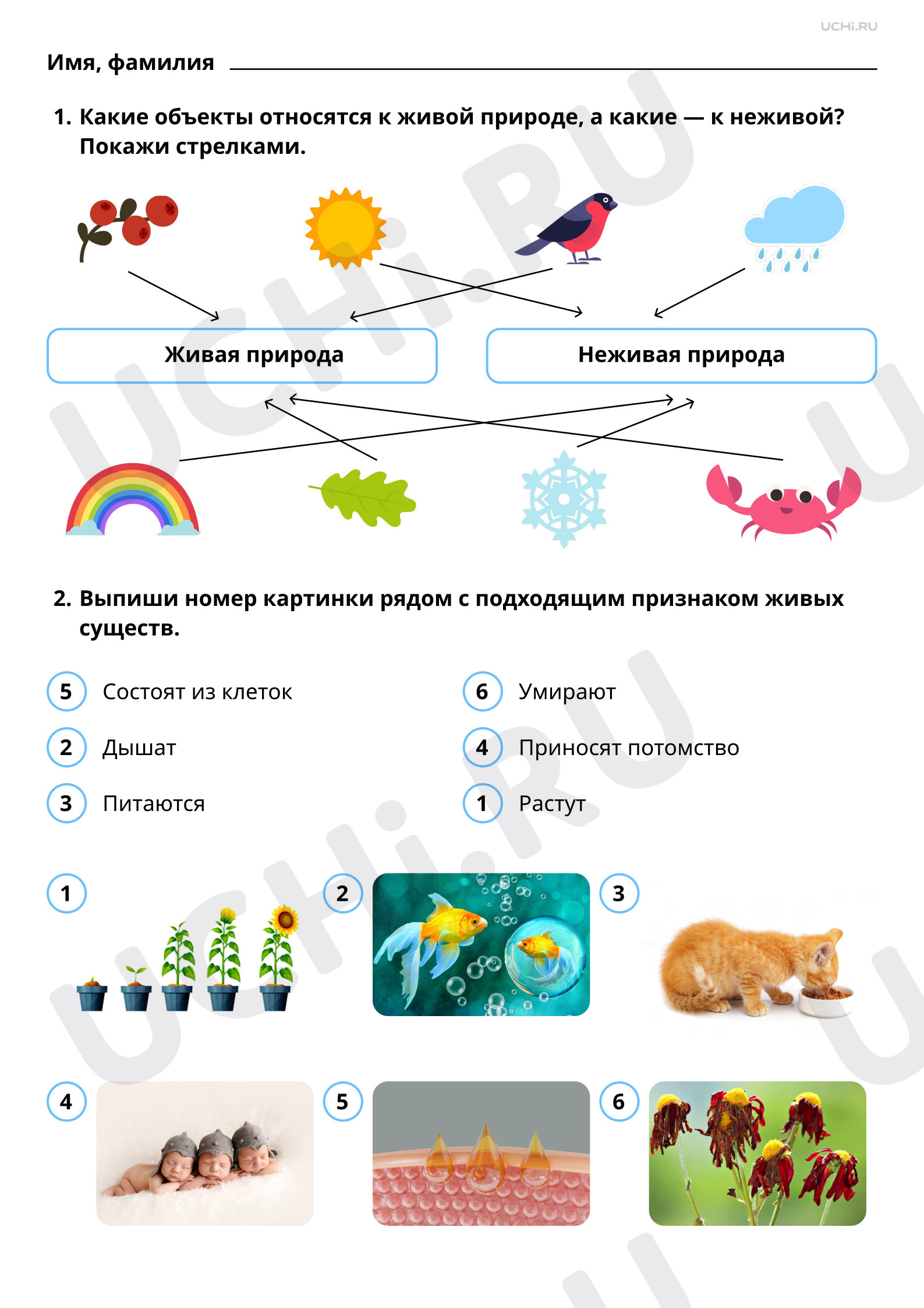 Ответы к рабочим листам по теме «Объекты живой природы. Сравнение объектов  неживой и живой природы: выделение различий»: Объекты живой природы.  Сравнение объектов неживой и живой природы: выделение различий | Учи.ру