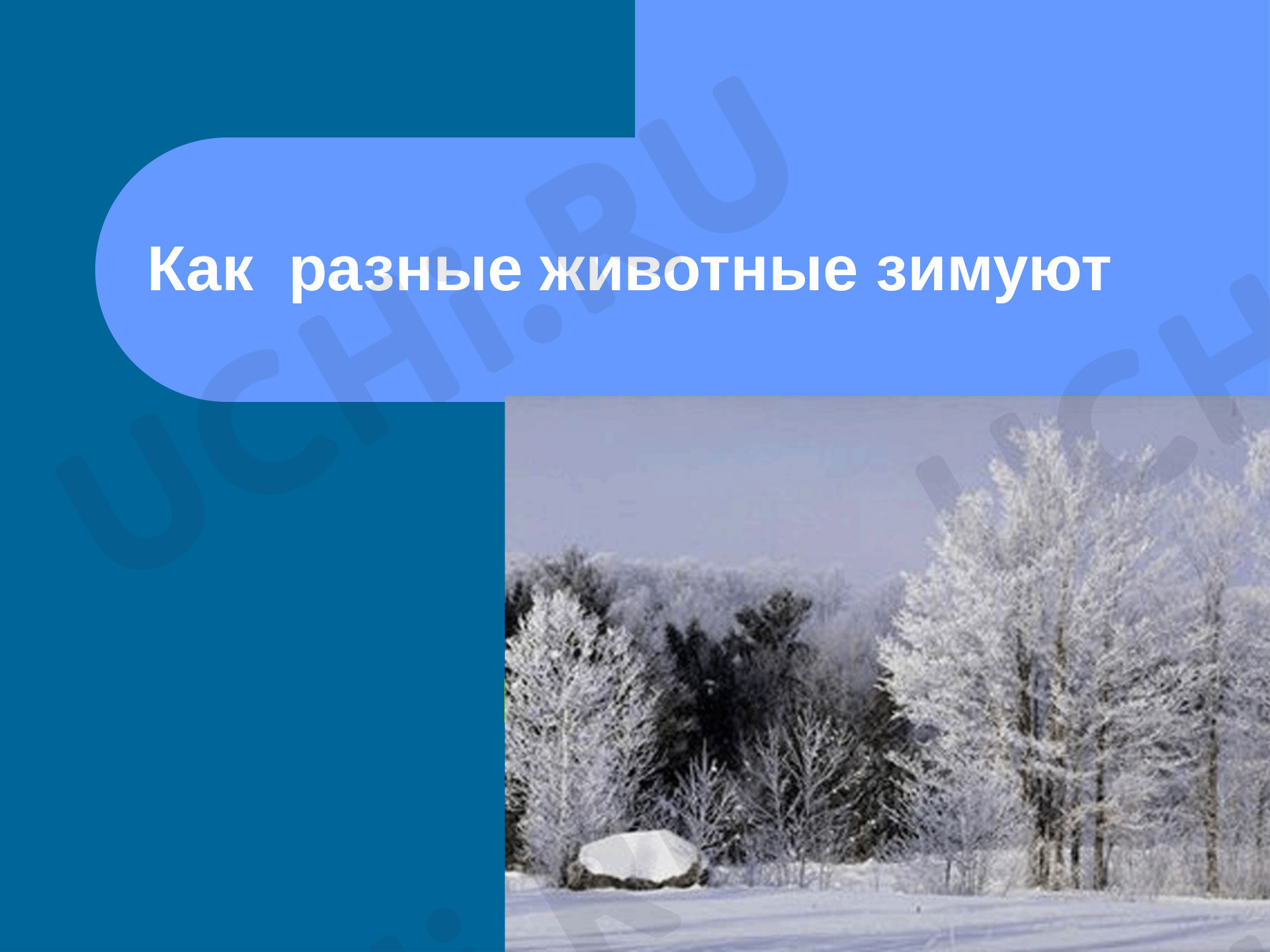 Предпросмотр материала Как разные животные зимуют