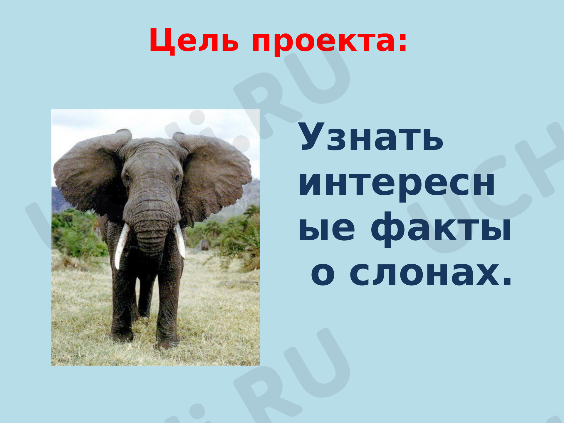 Окружающий мир для 4 четверти 1 класса. ЭОР | Подготовка к уроку от Учи.ру