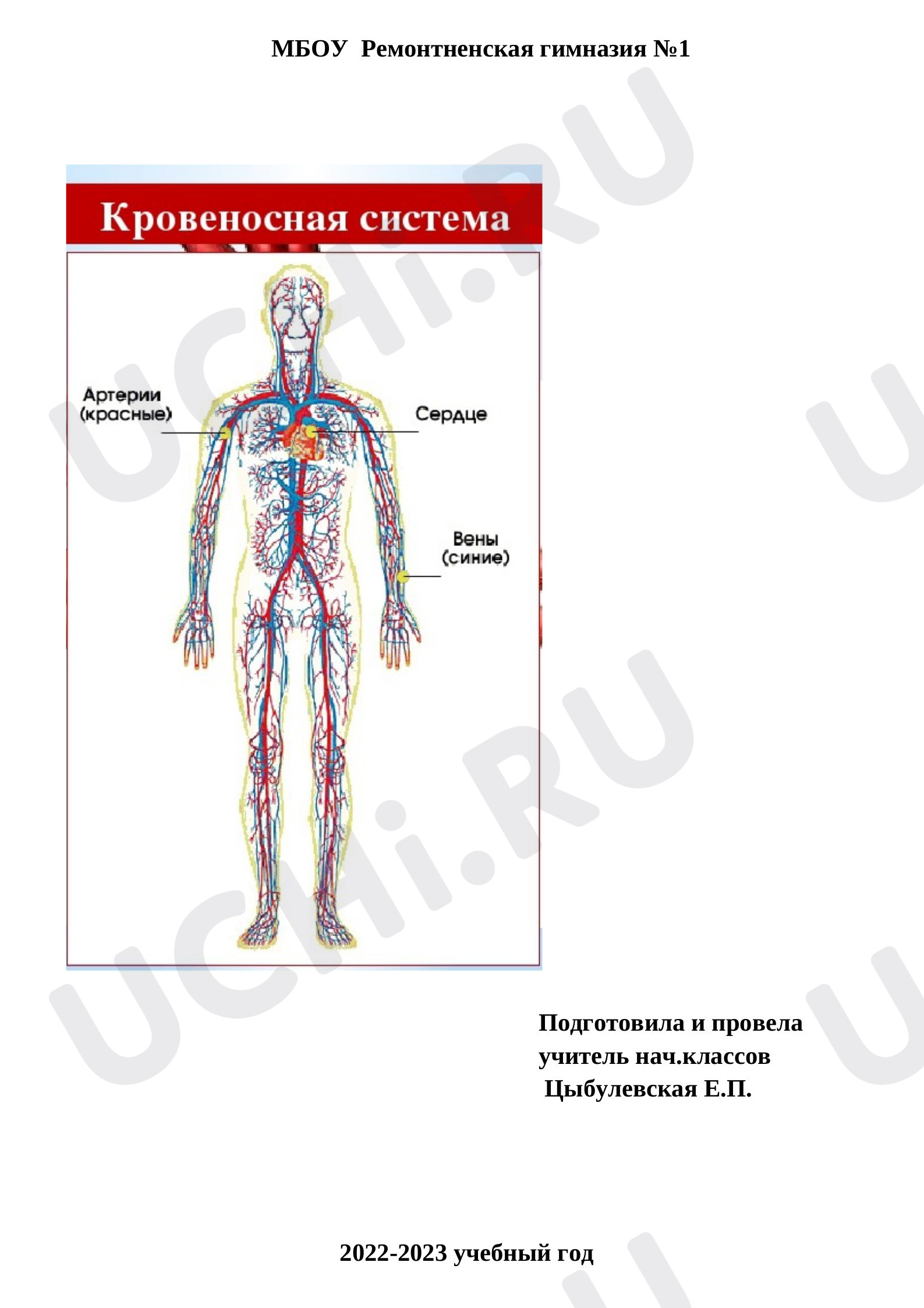 Предпросмотр материала Кровеносная система тела человека