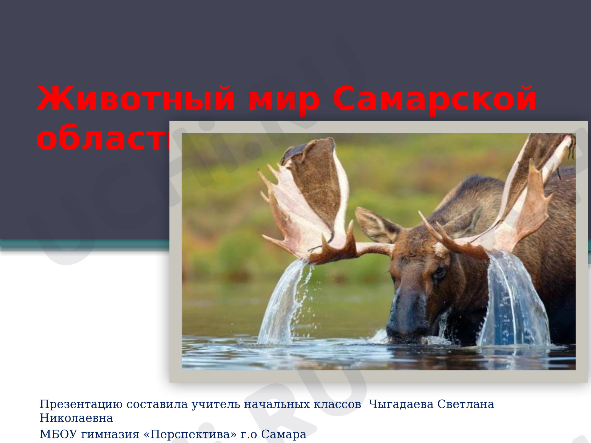 Предпросмотр материала Презентация к уроку окружающего мира. Животный мир Самарской области