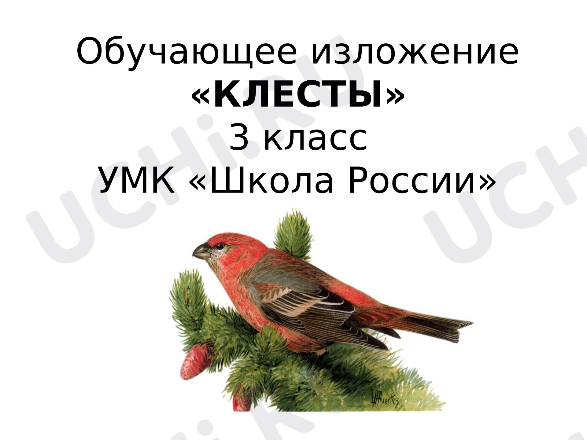 Предпросмотр материала Презентация к уроку русского языка. Изложение «Клесты».