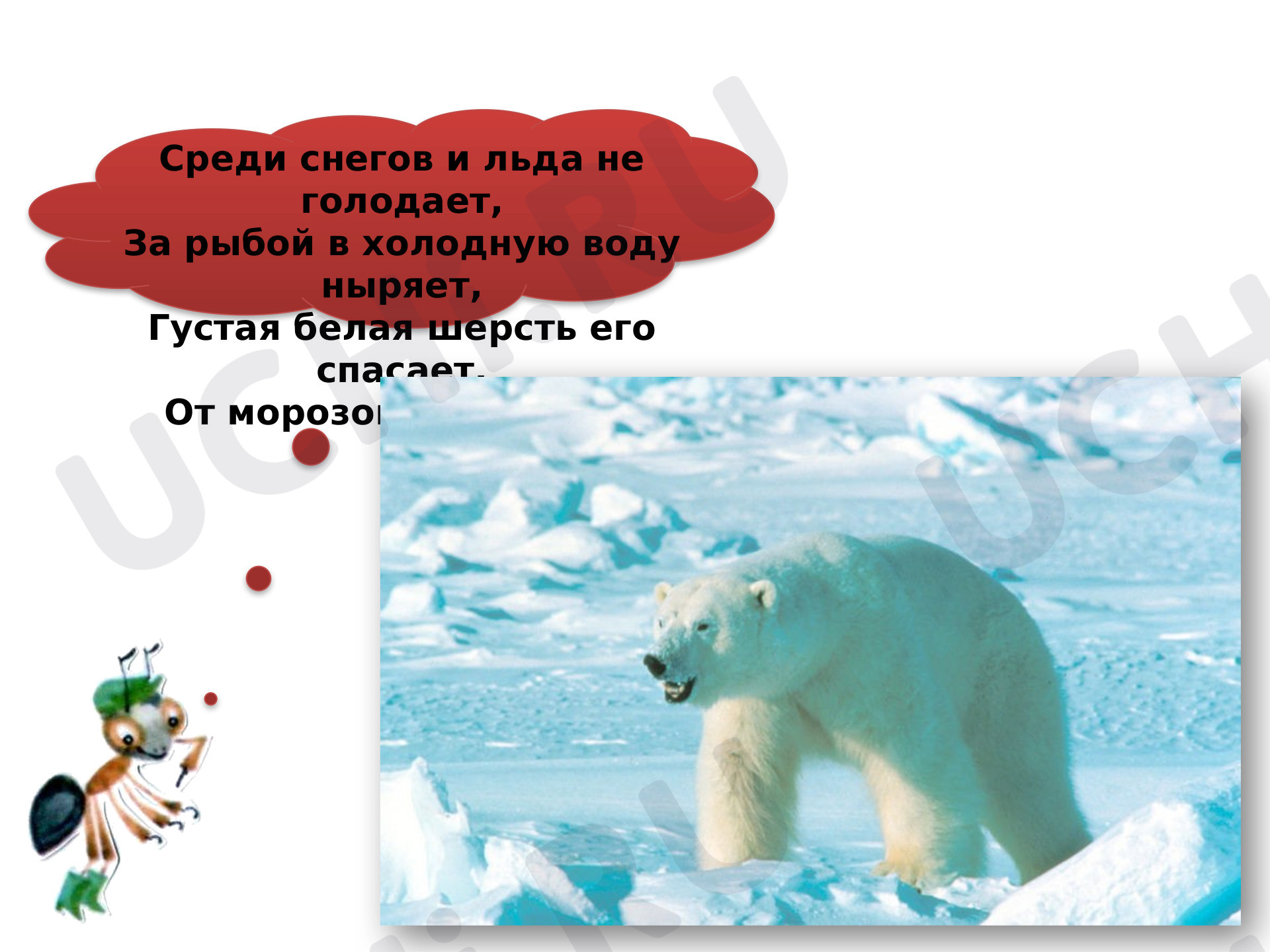 Окружающий мир, 1 класс, «Арктика и Антарктида».pptx