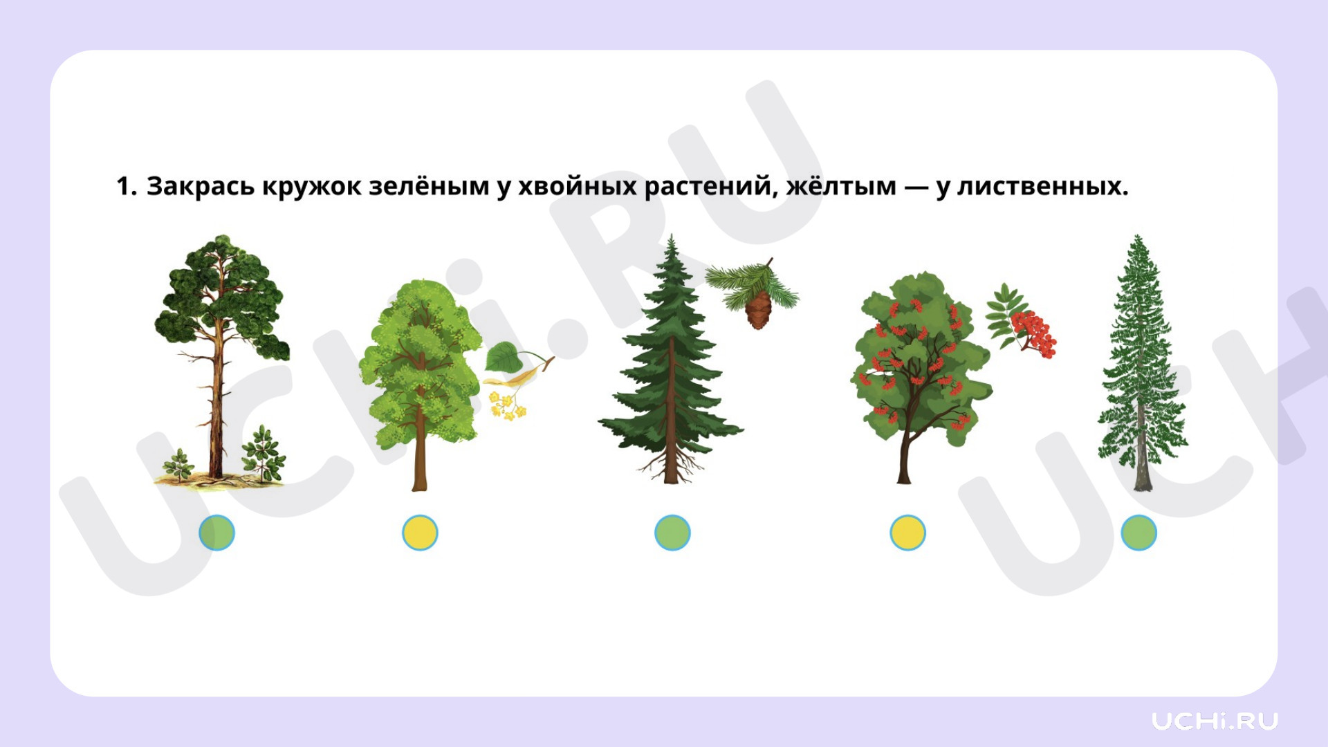 Окружающий мир для 2 четверти 1 класса. ЭОР | Подготовка к уроку от Учи.ру