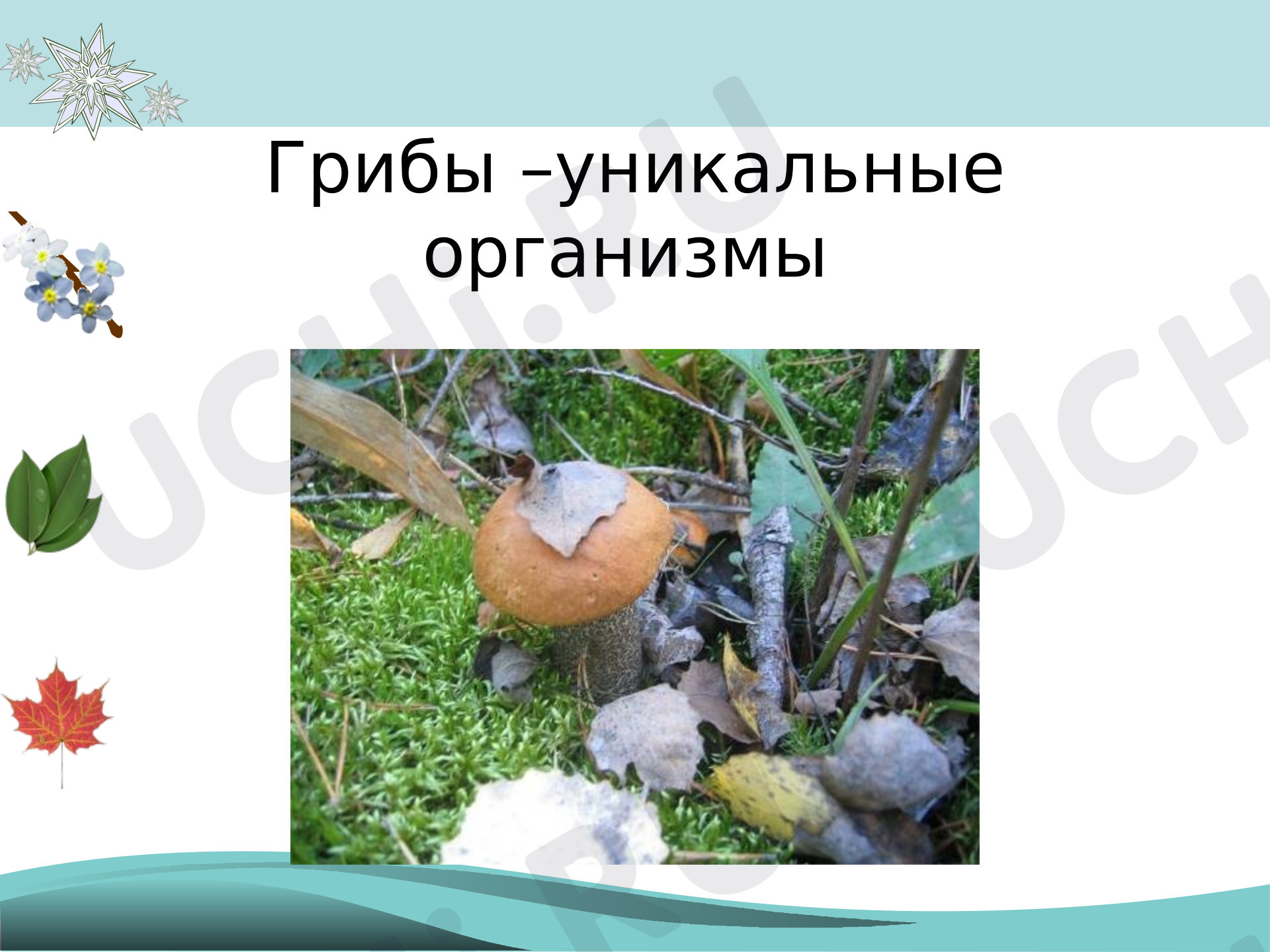 Предпросмотр материала Презентация к уроку окружающего мира. Грибы и виды грибов.
