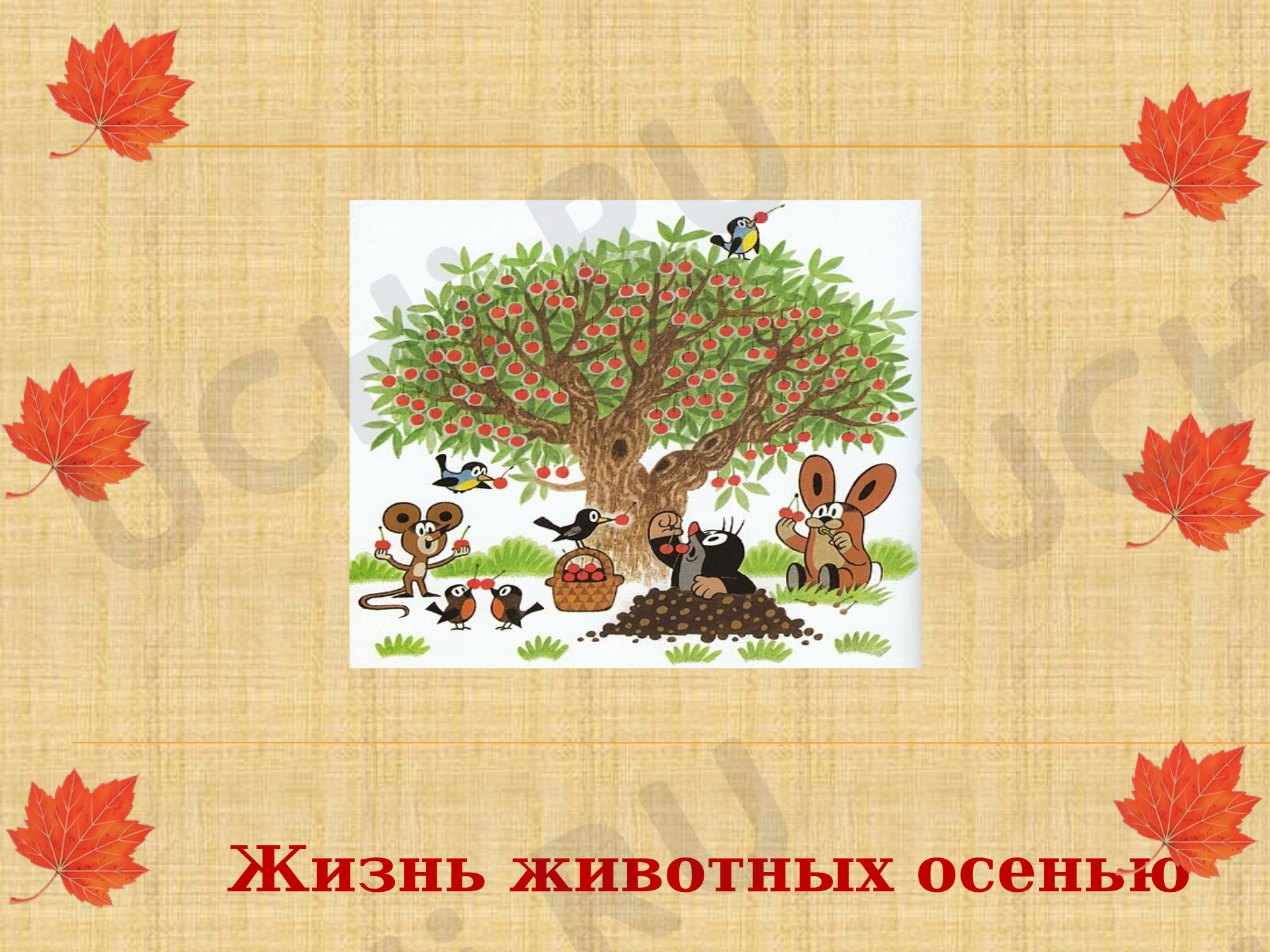 Предпросмотр материала Презентация к уроку окружающего мира. Жизнь животных осенью.