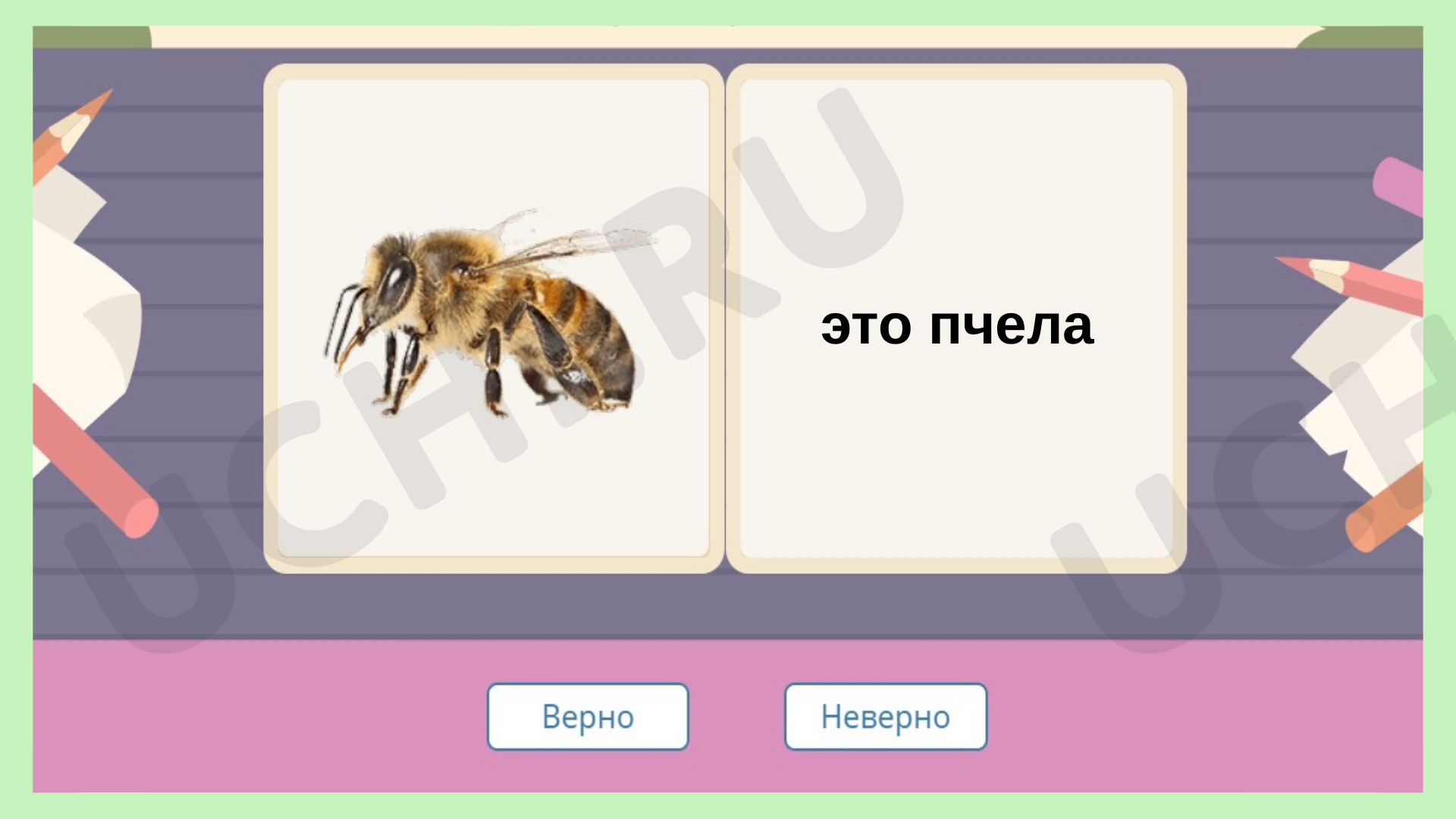 Кто такие насекомые, презентация. Окружающий мир 1 класс: Кто такие  насекомые? | Учи.ру