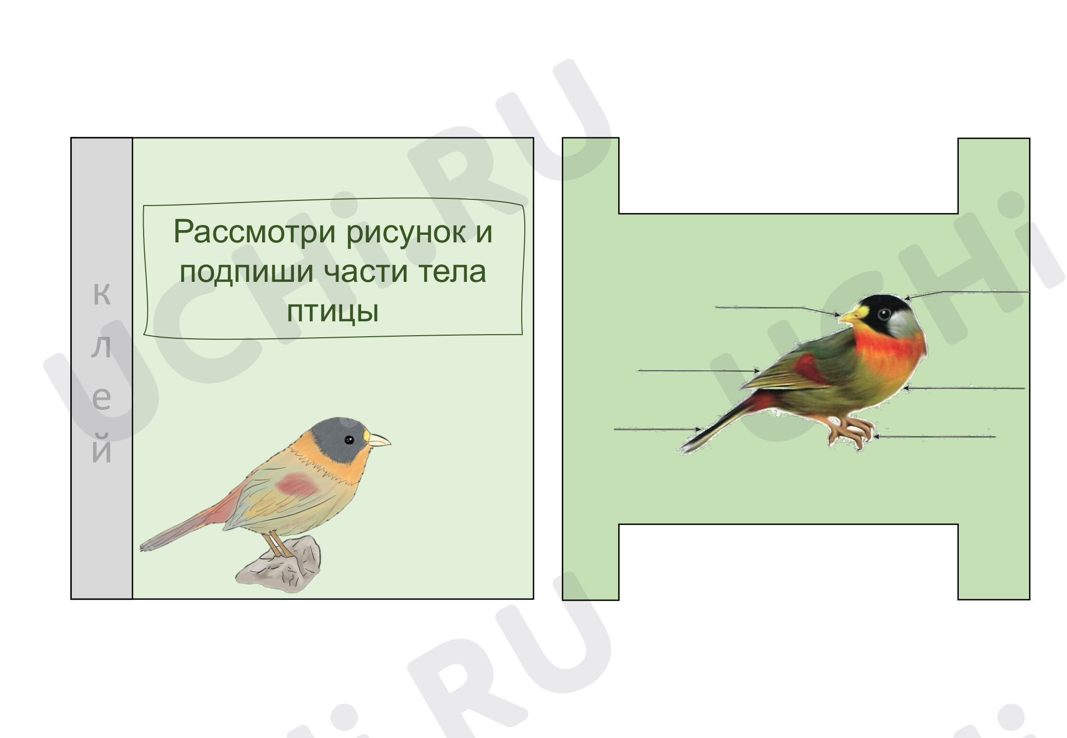 Предпросмотр материала Птицы