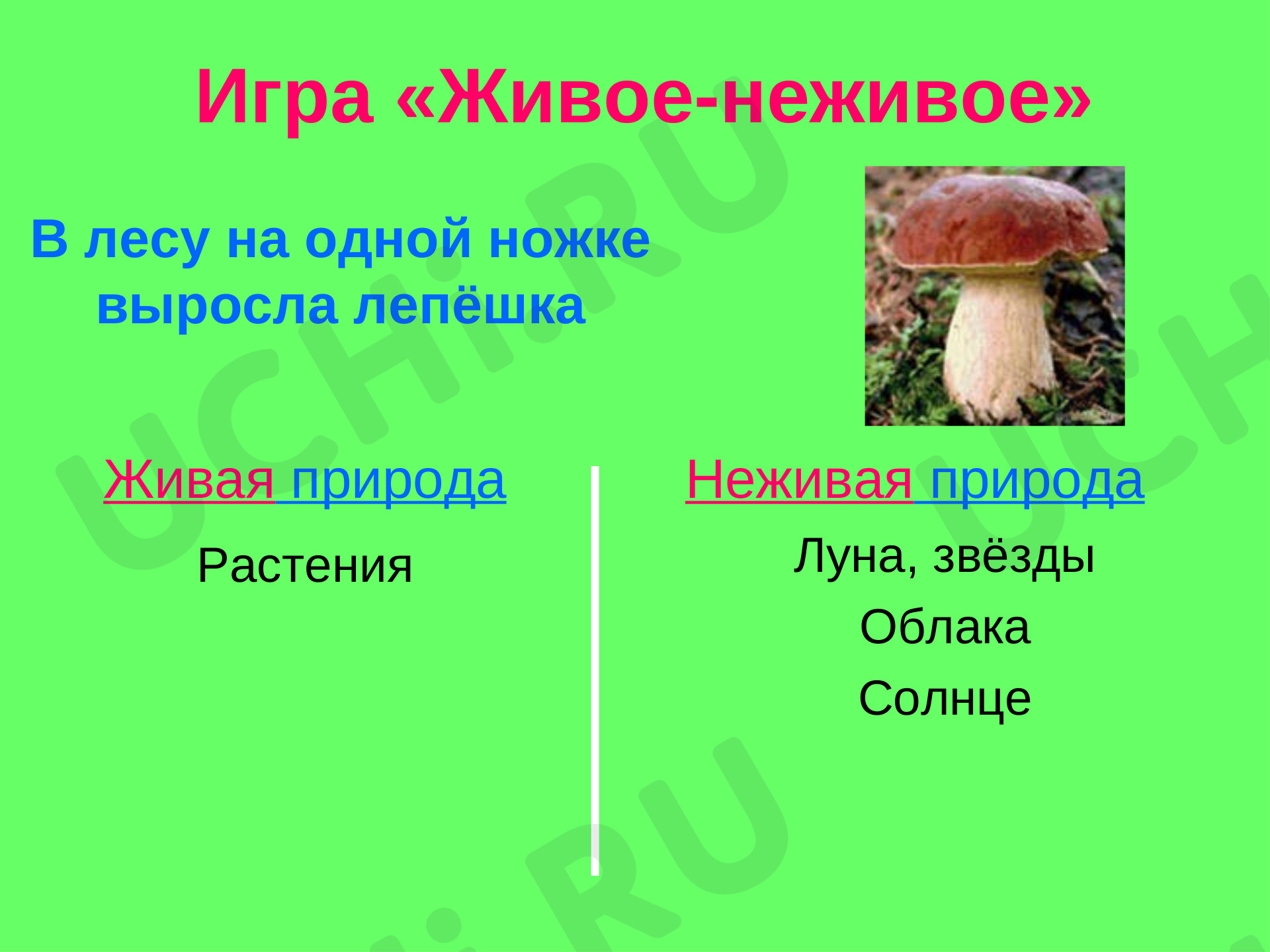 Рисунок живой и неживой природы