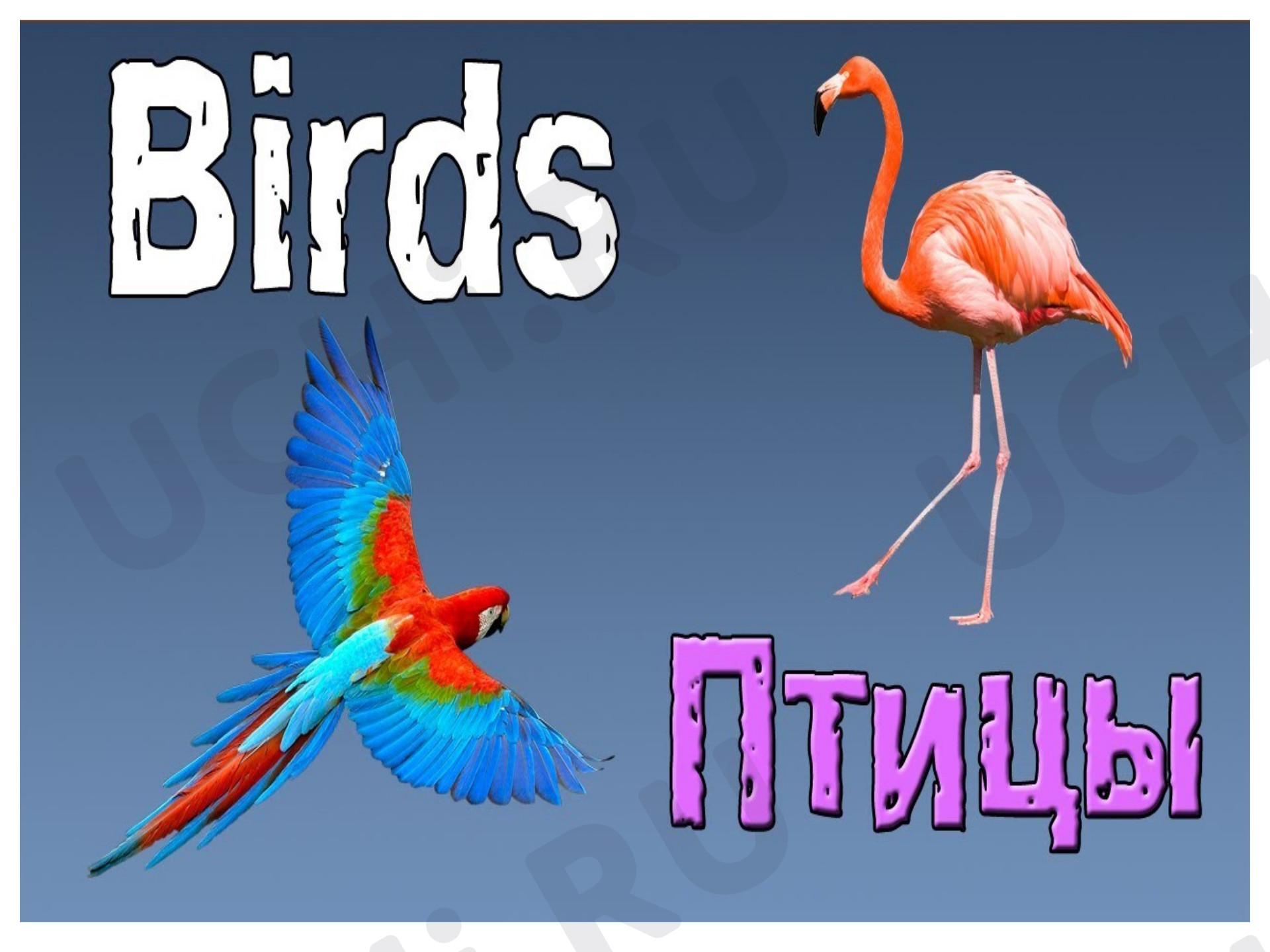 Предпросмотр материала Английский язык. Презентация к уроку на тему: «Birds».