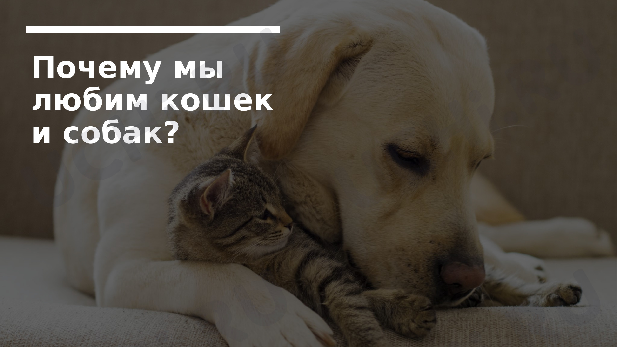 Предпросмотр материала Презентация к уроку окружающего мира "Почему мы любим кошек и собак?"