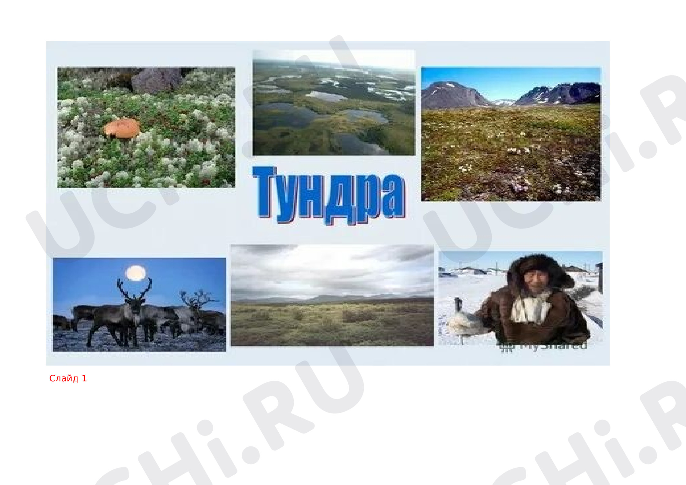 Предпросмотр материала Тундра