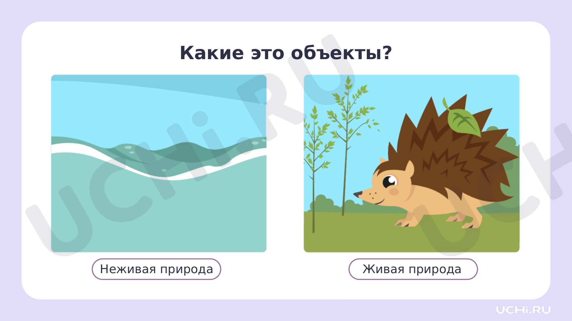Рисунок живой и неживой природы