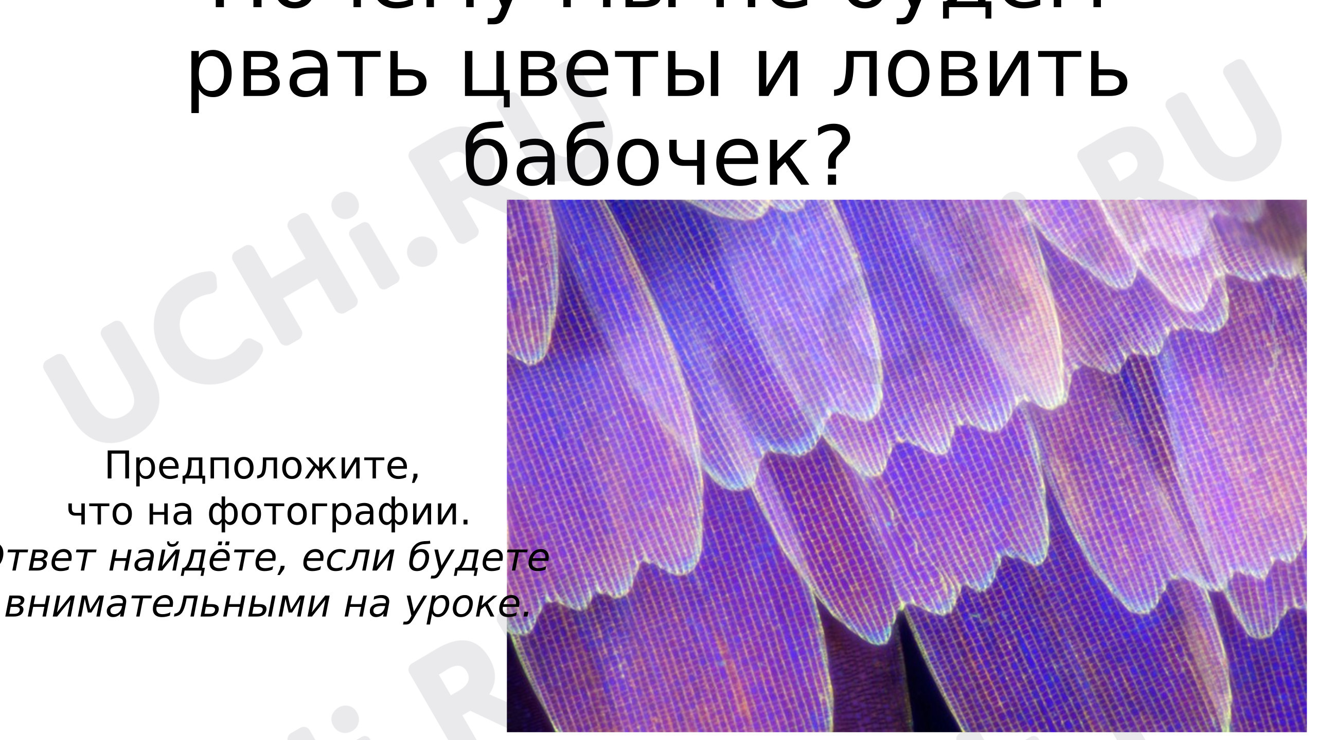 Предпросмотр материала Презентация к уроку окружающего мира. Почему мы не будем рвать цветы и ловить бабочек?